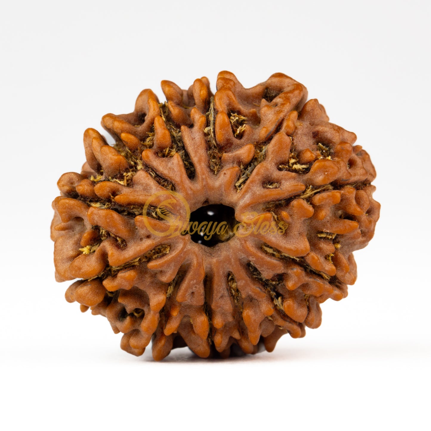 Front view of a large Nepal 12 mukhi Rudraksha bead, displayed against a white background