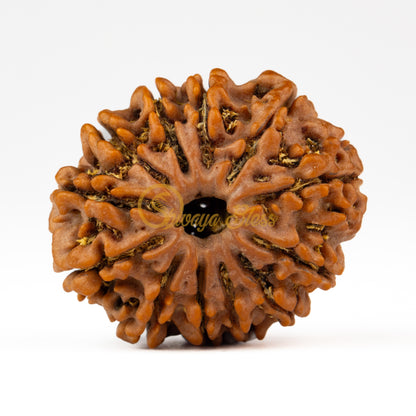 Front view of a large Nepal 12 mukhi Rudraksha bead, displayed against a white background
