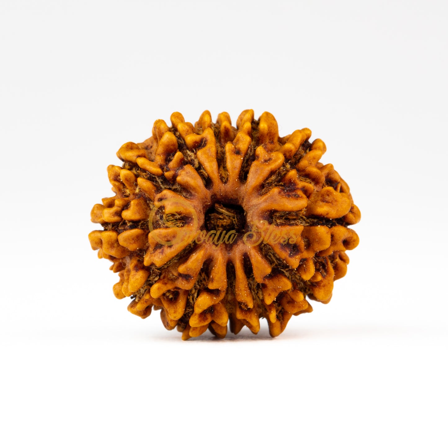 Front view of a regular Nepal 12 mukhi Rudraksha bead, displayed against a white background