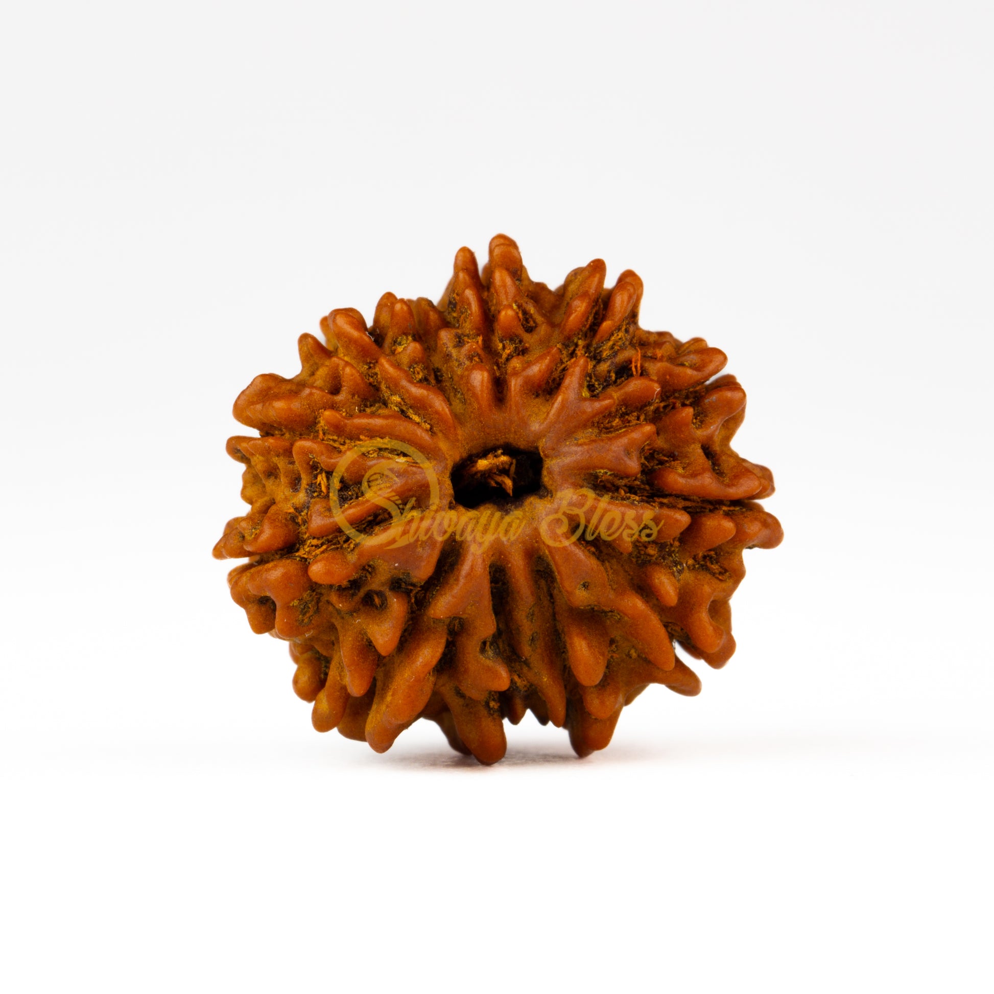 Front view of a small Nepal 12 mukhi Rudraksha bead, displayed against a white background