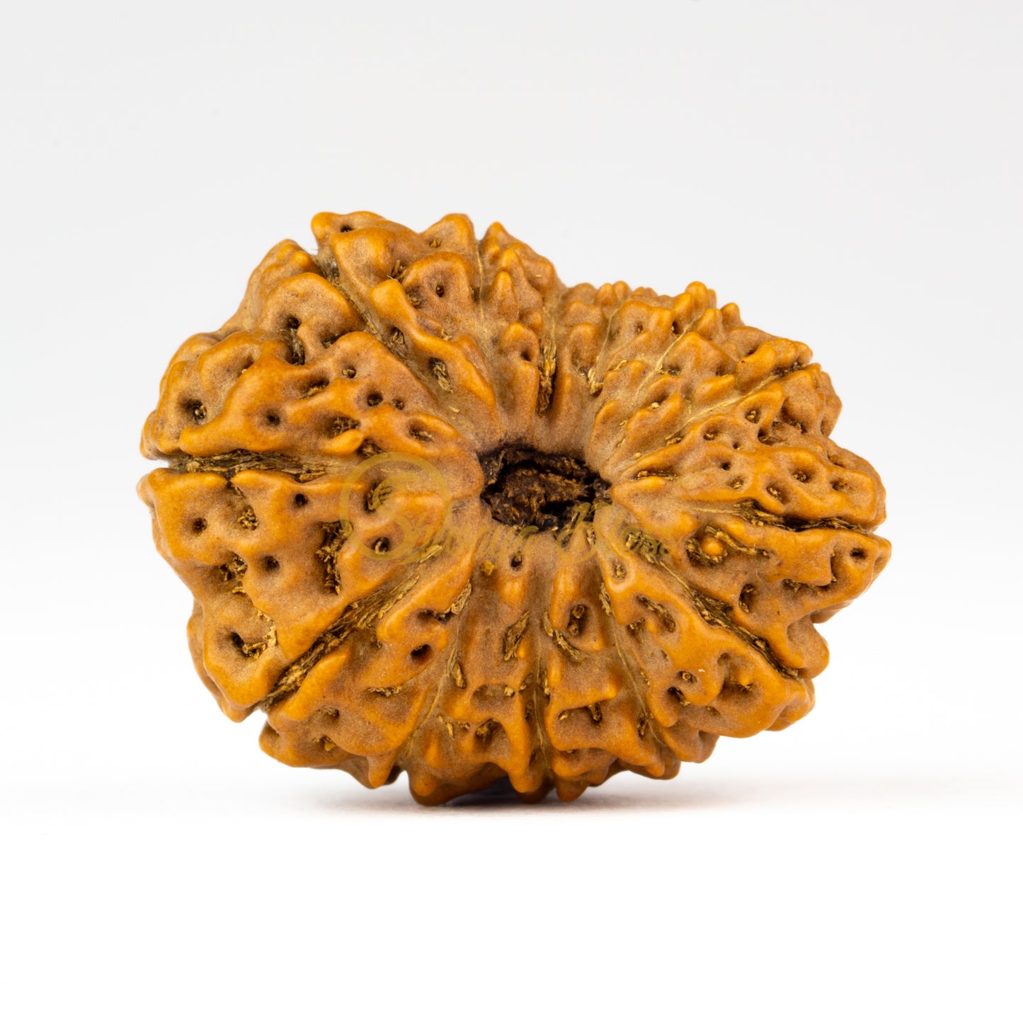 Front view of a grand ASEAN 13 mukhi Rudraksha bead, displayed against a white background