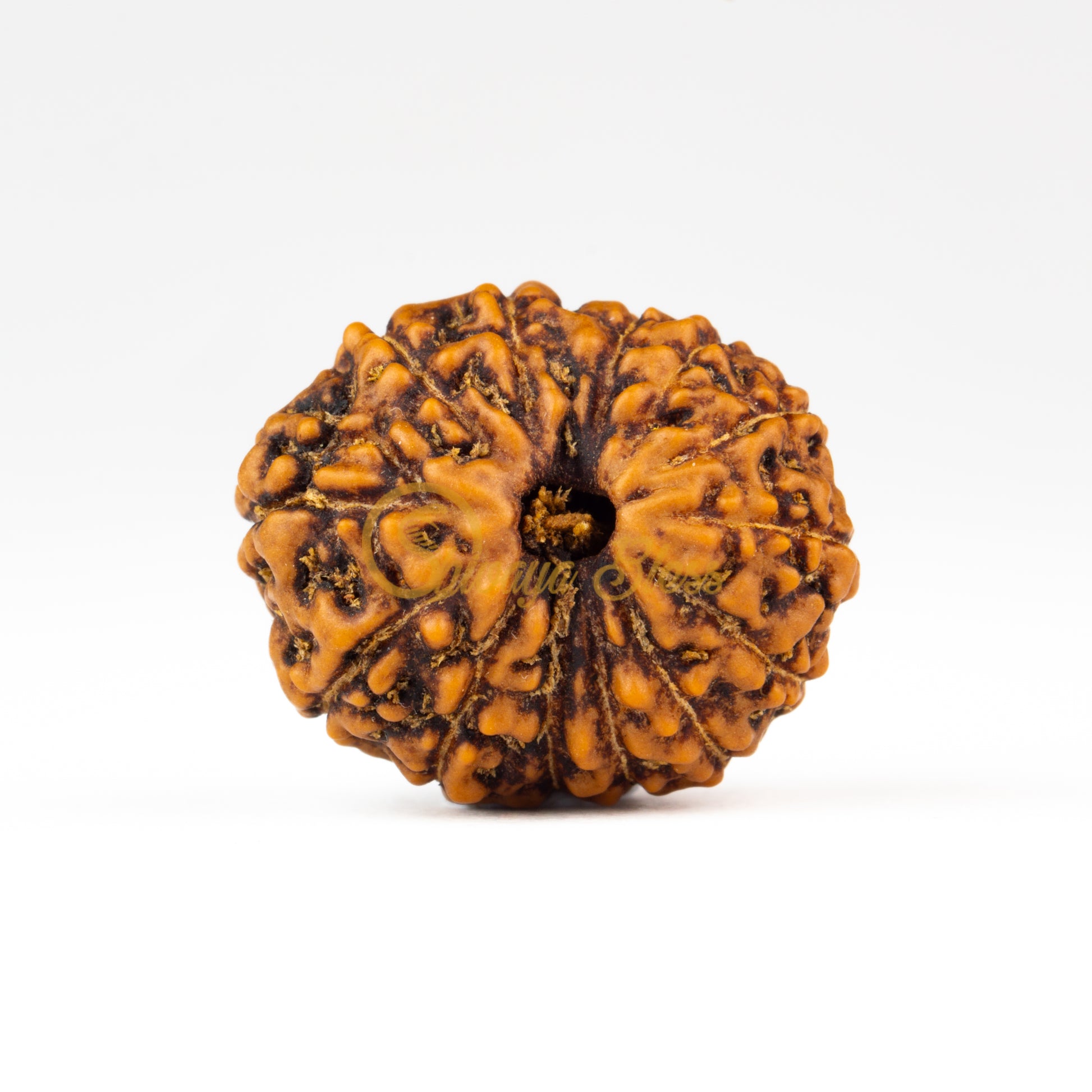 Front view of a large ASEAN 13 mukhi Rudraksha bead, displayed against a white background