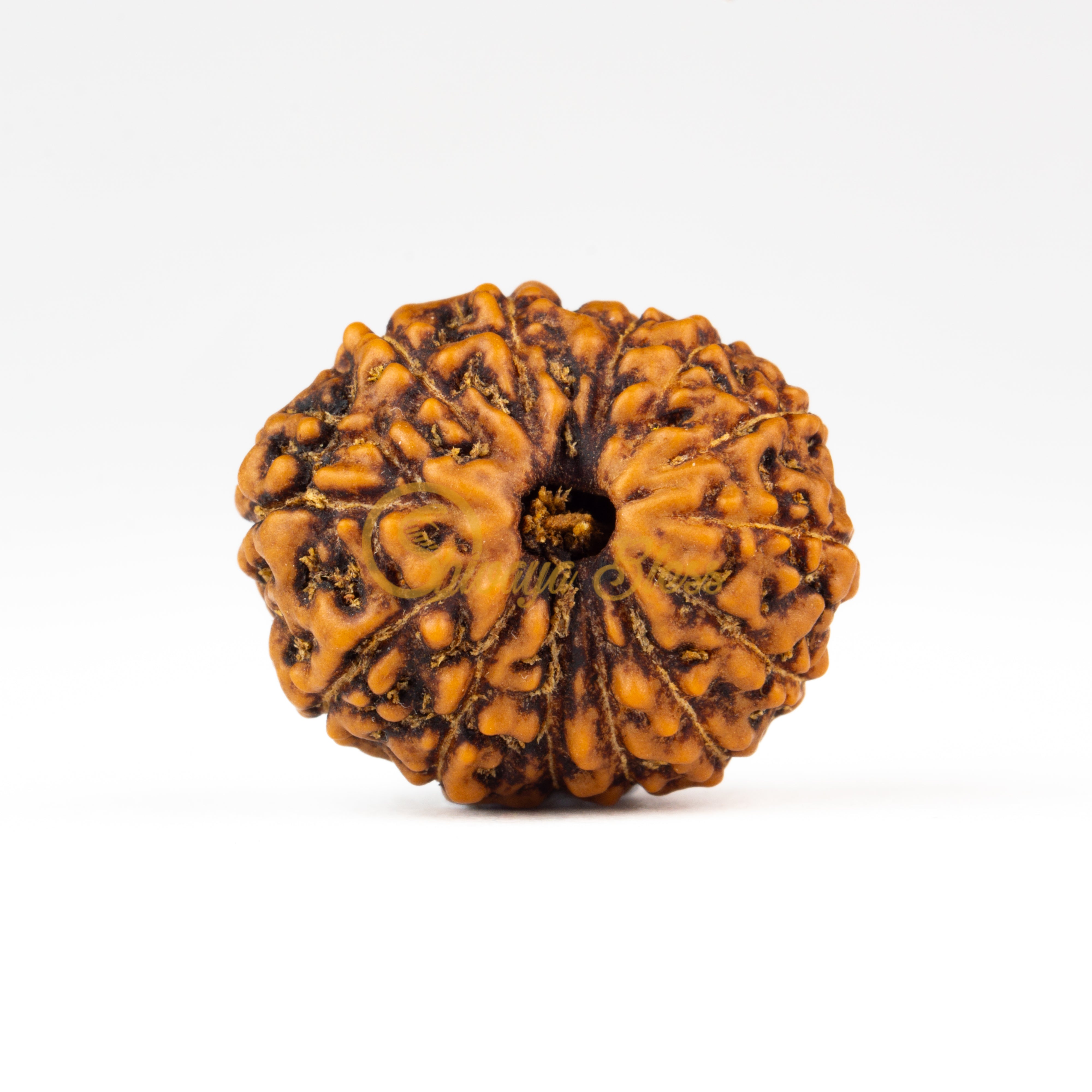 Front view of a large ASEAN 13 mukhi Rudraksha bead, displayed against a white background