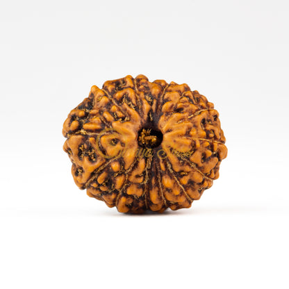 Front view of a large ASEAN 13 mukhi Rudraksha bead, displayed against a white background