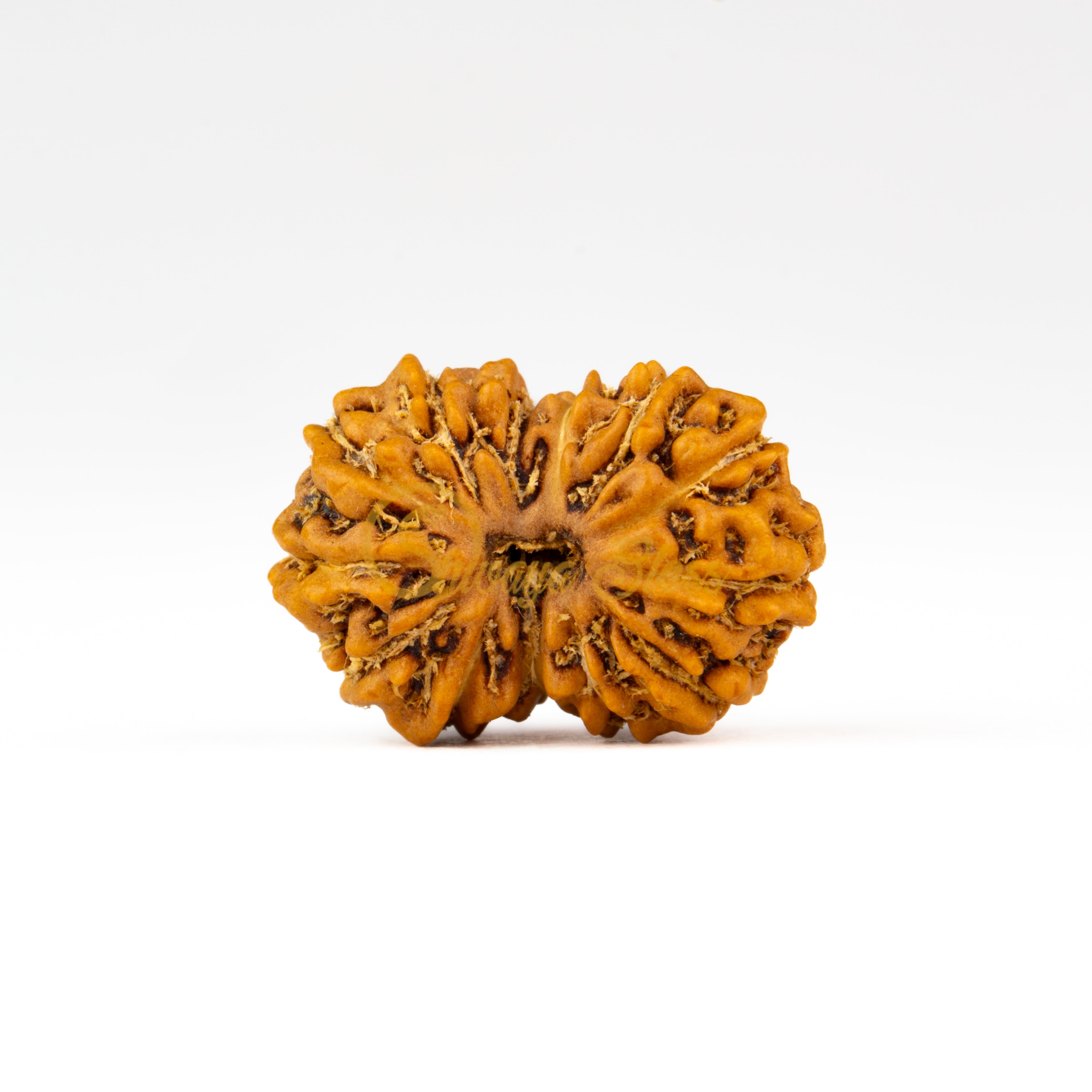 Front view of a regular ASEAN 13 mukhi Rudraksha bead, displayed against a white background