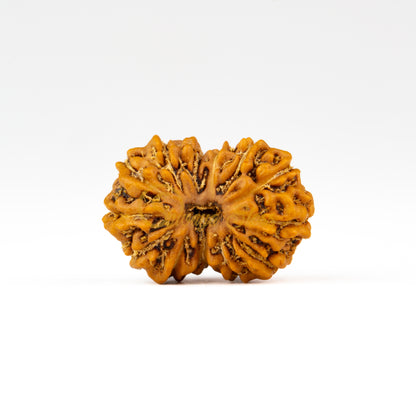 Front view of a regular ASEAN 13 mukhi Rudraksha bead, displayed against a white background