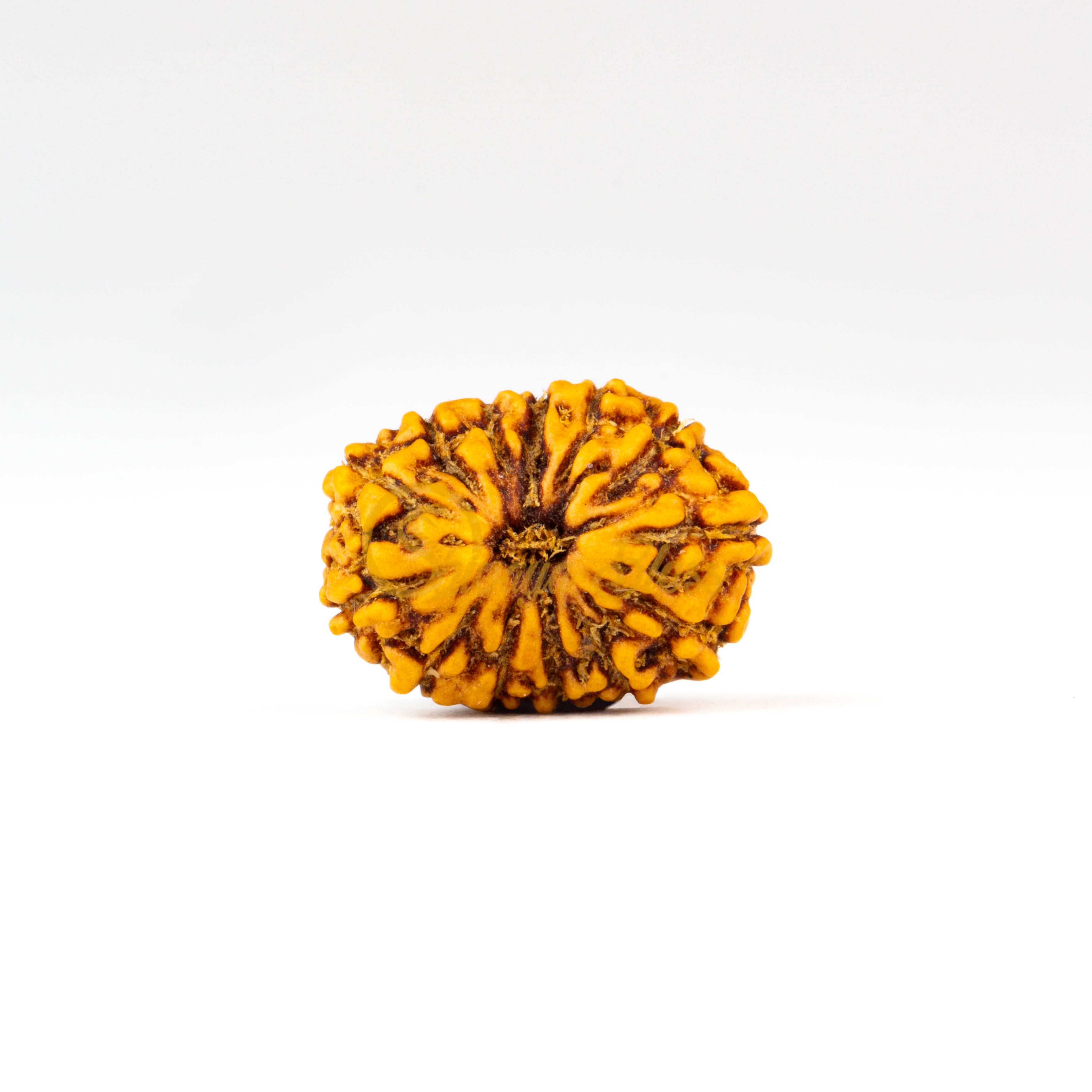 Front view of a small ASEAN 13 mukhi Rudraksha bead, displayed against a white background