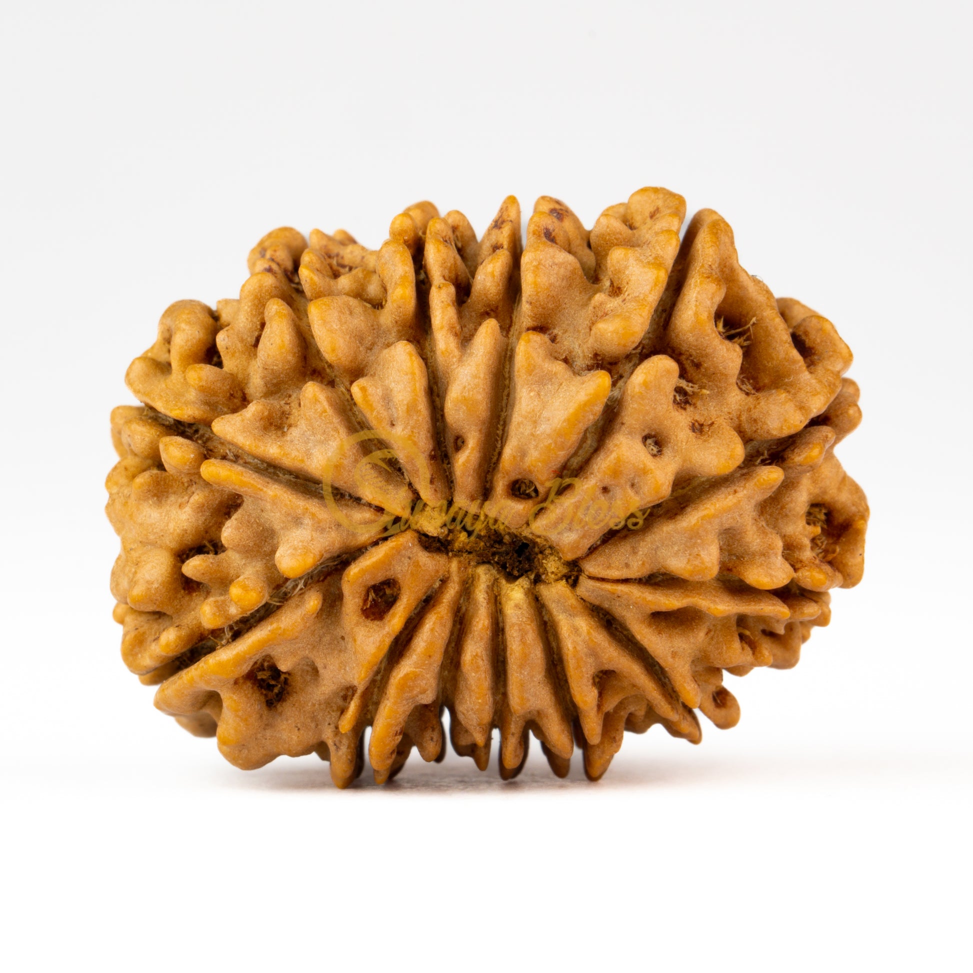 Back view of a grand Nepal 13 mukhi Rudraksha bead, displayed against a white background