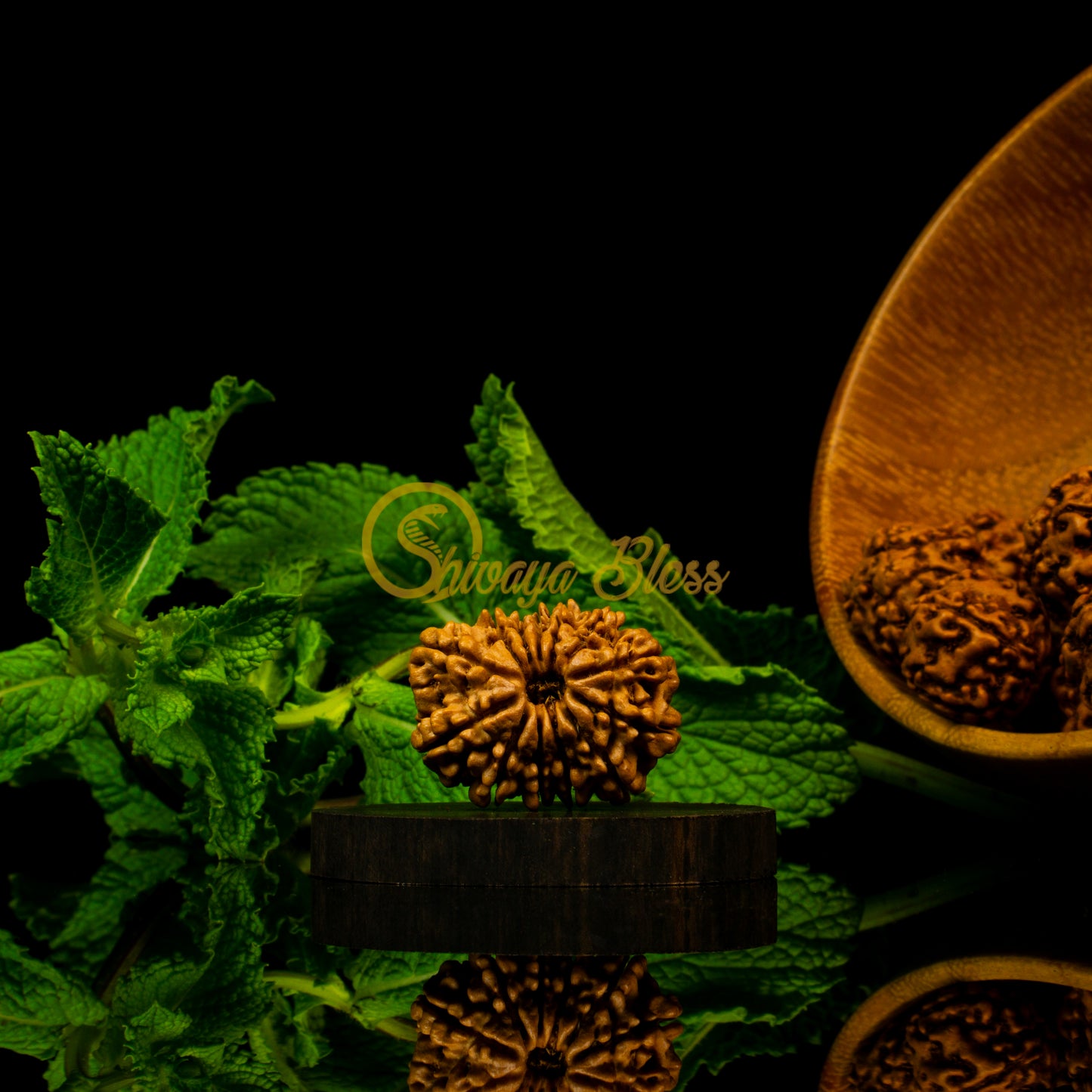 Front view of a grand Nepal 13 mukhi Rudraksha bead, displayed against a black background