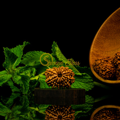 Front view of a grand Nepal 13 mukhi Rudraksha bead, displayed against a black background