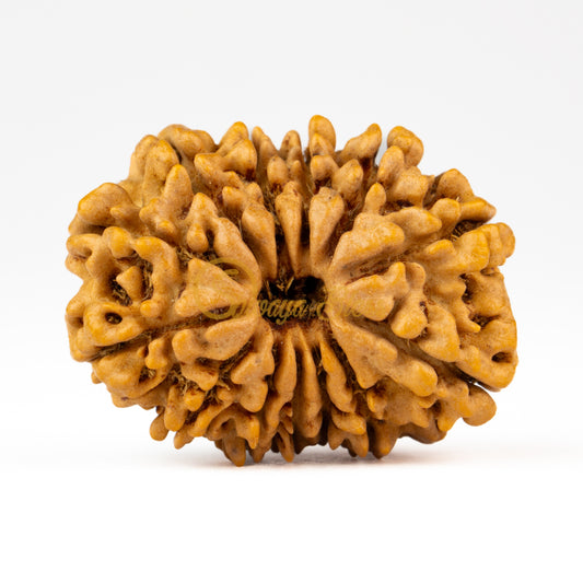 Front view of a grand Nepal 13 mukhi Rudraksha bead, displayed against a white background