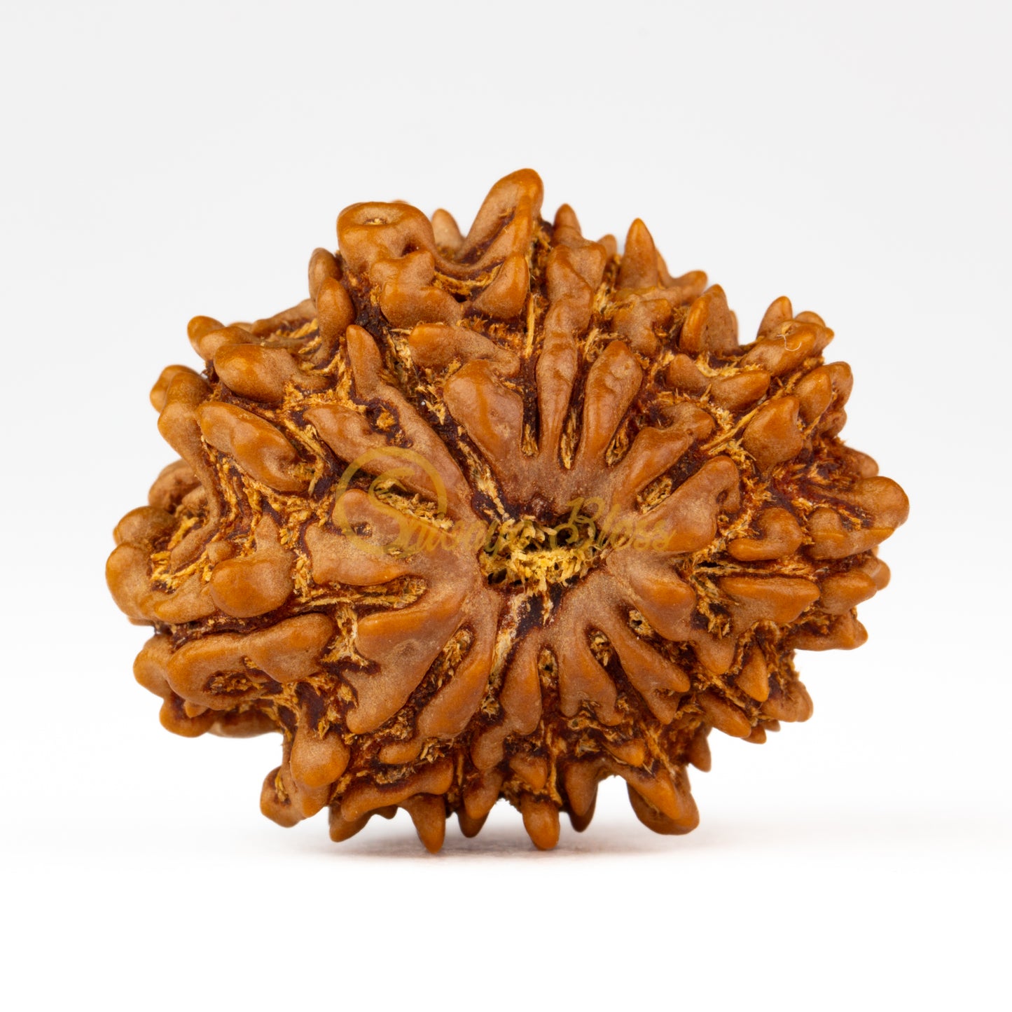Front view of a large Nepal 13 mukhi Rudraksha bead, displayed against a white background