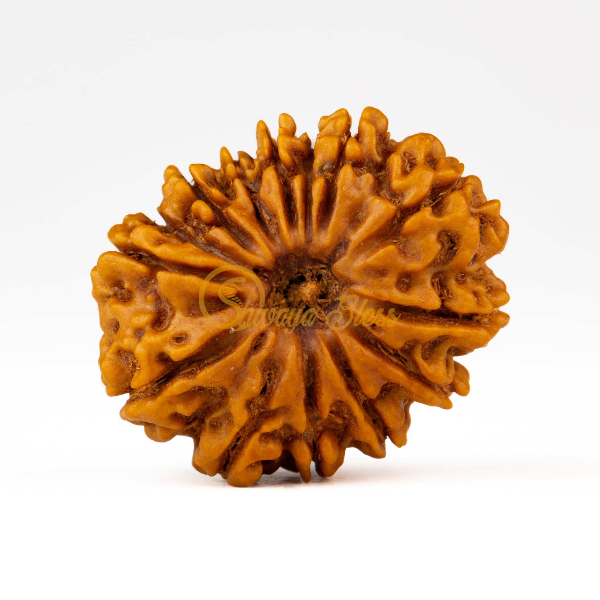 Front view of a regular Nepal 13 mukhi Rudraksha bead, displayed against a white background