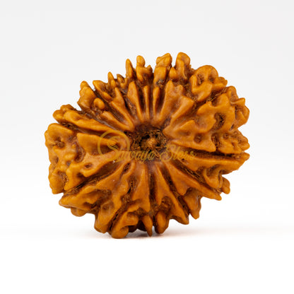 Front view of a regular Nepal 13 mukhi Rudraksha bead, displayed against a white background