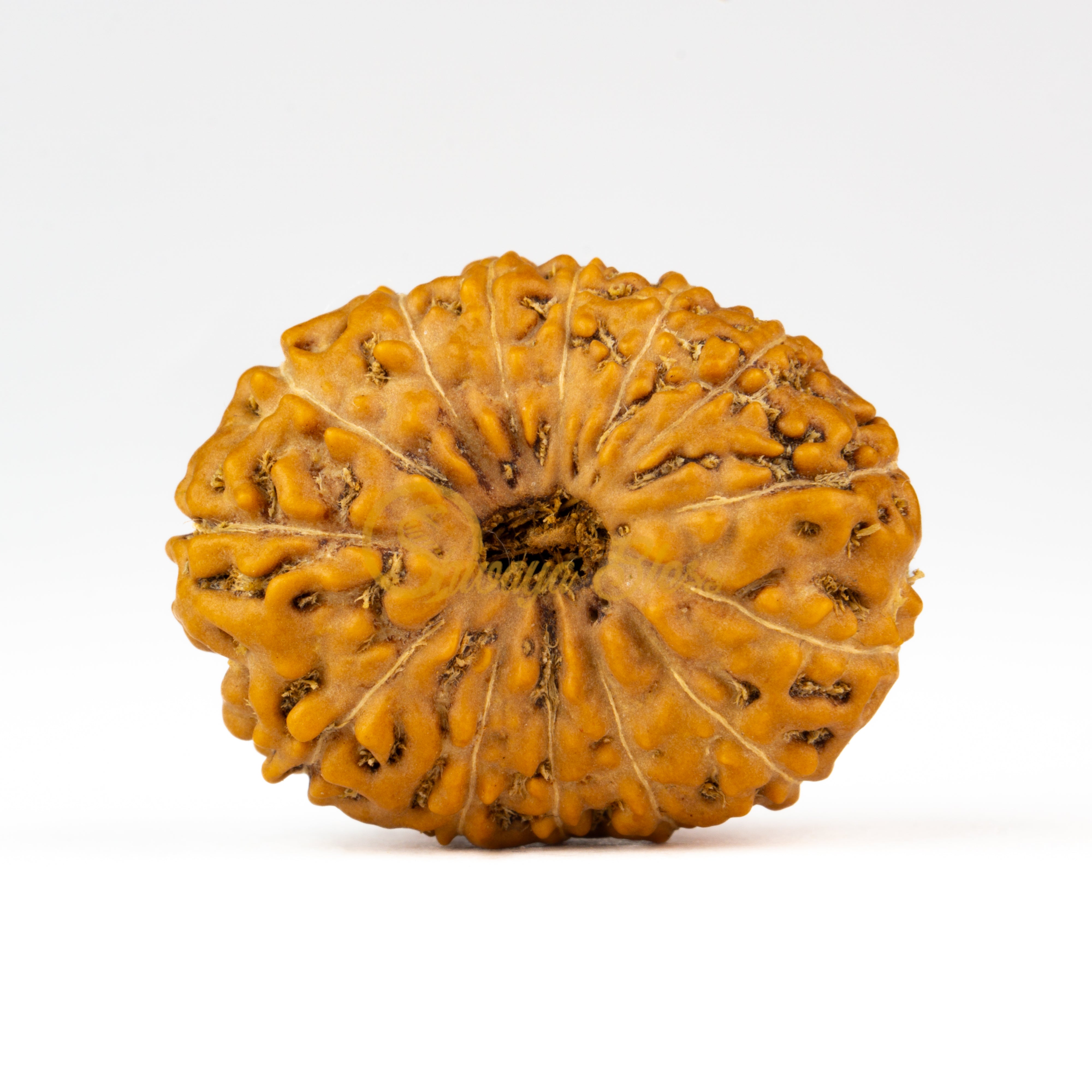 Front view of a grand ASEAN 14 mukhi Rudraksha bead, displayed against a white background