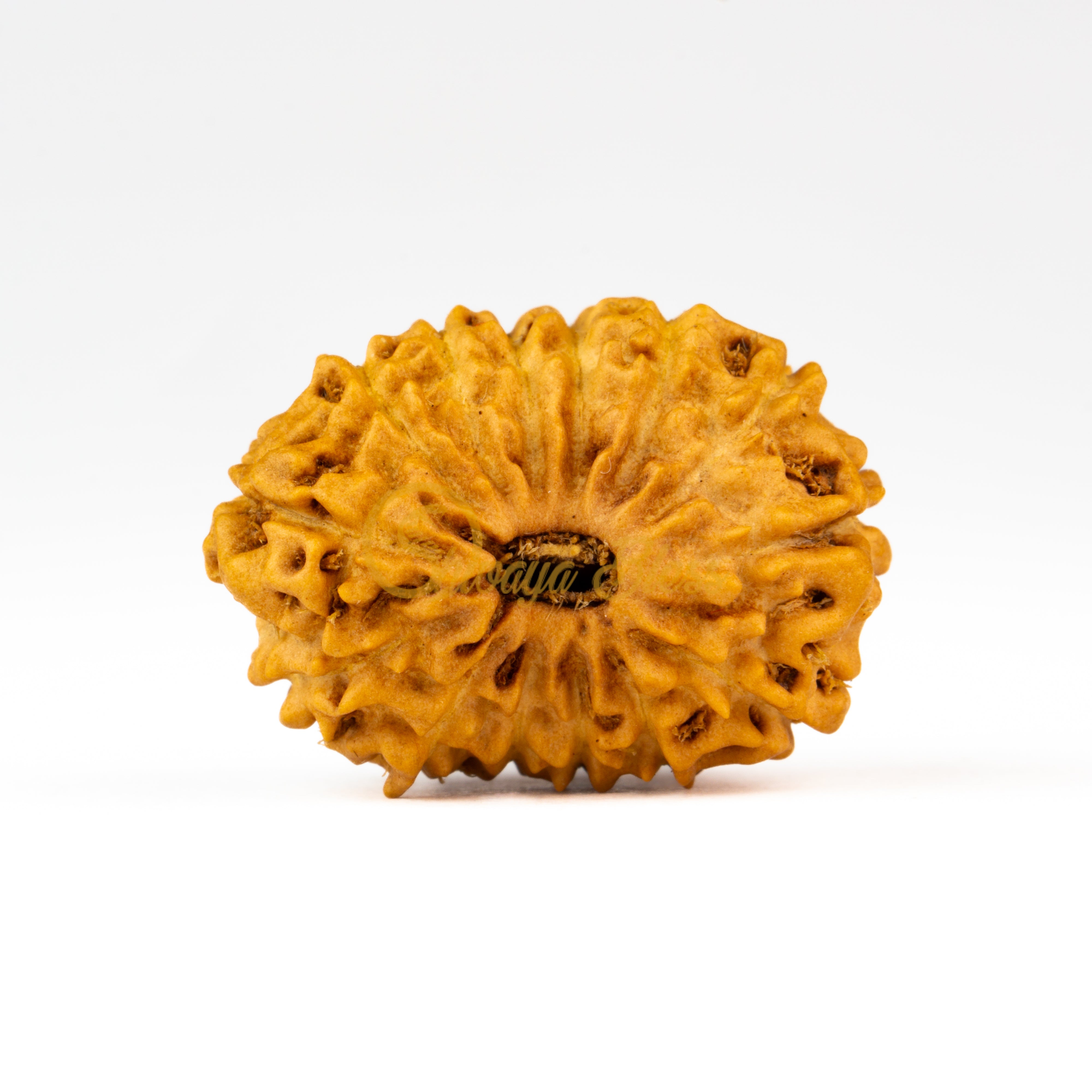 Front view of a large ASEAN 14 mukhi Rudraksha bead, displayed against a white background