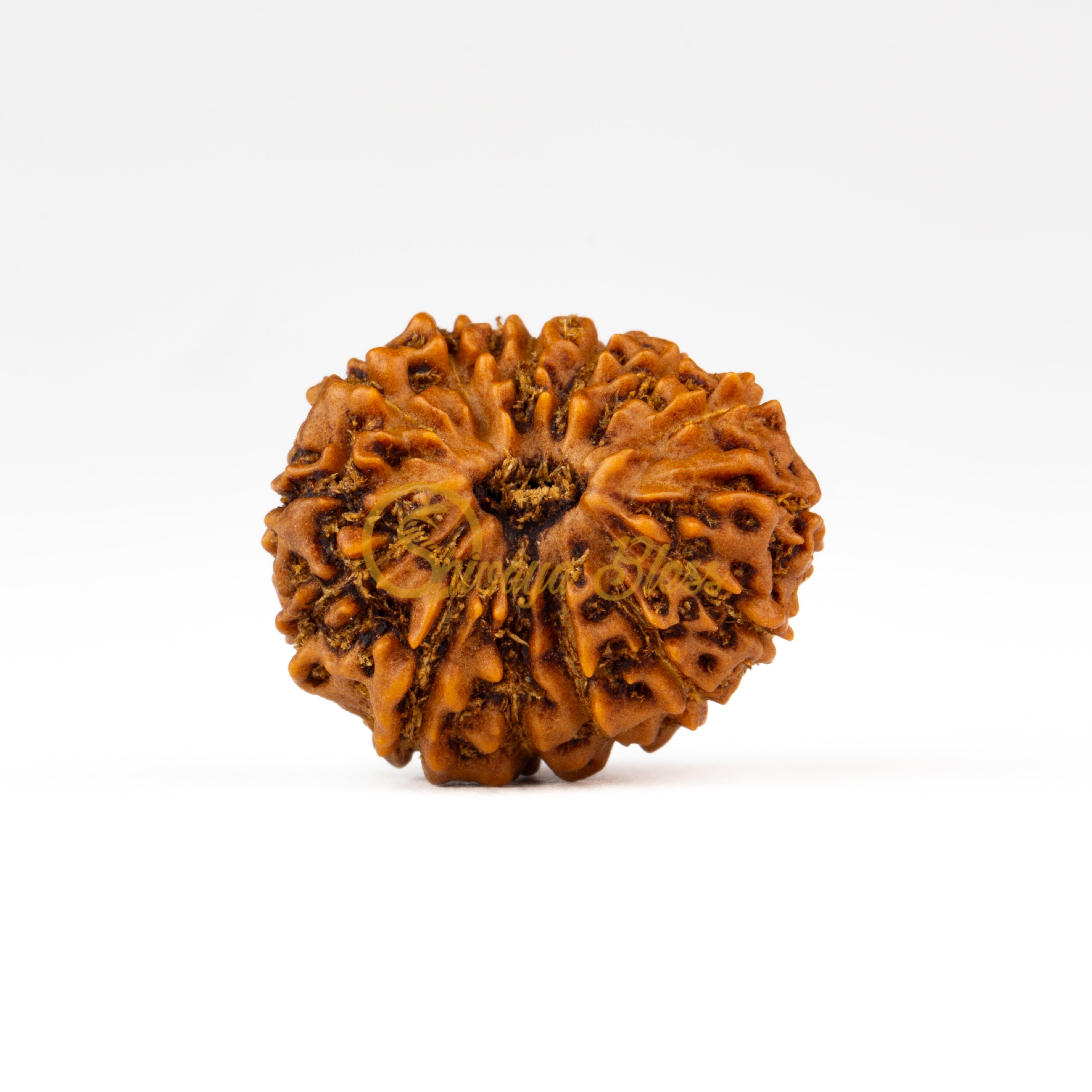 Front view of a regular ASEAN 14 mukhi Rudraksha bead, displayed against a white background