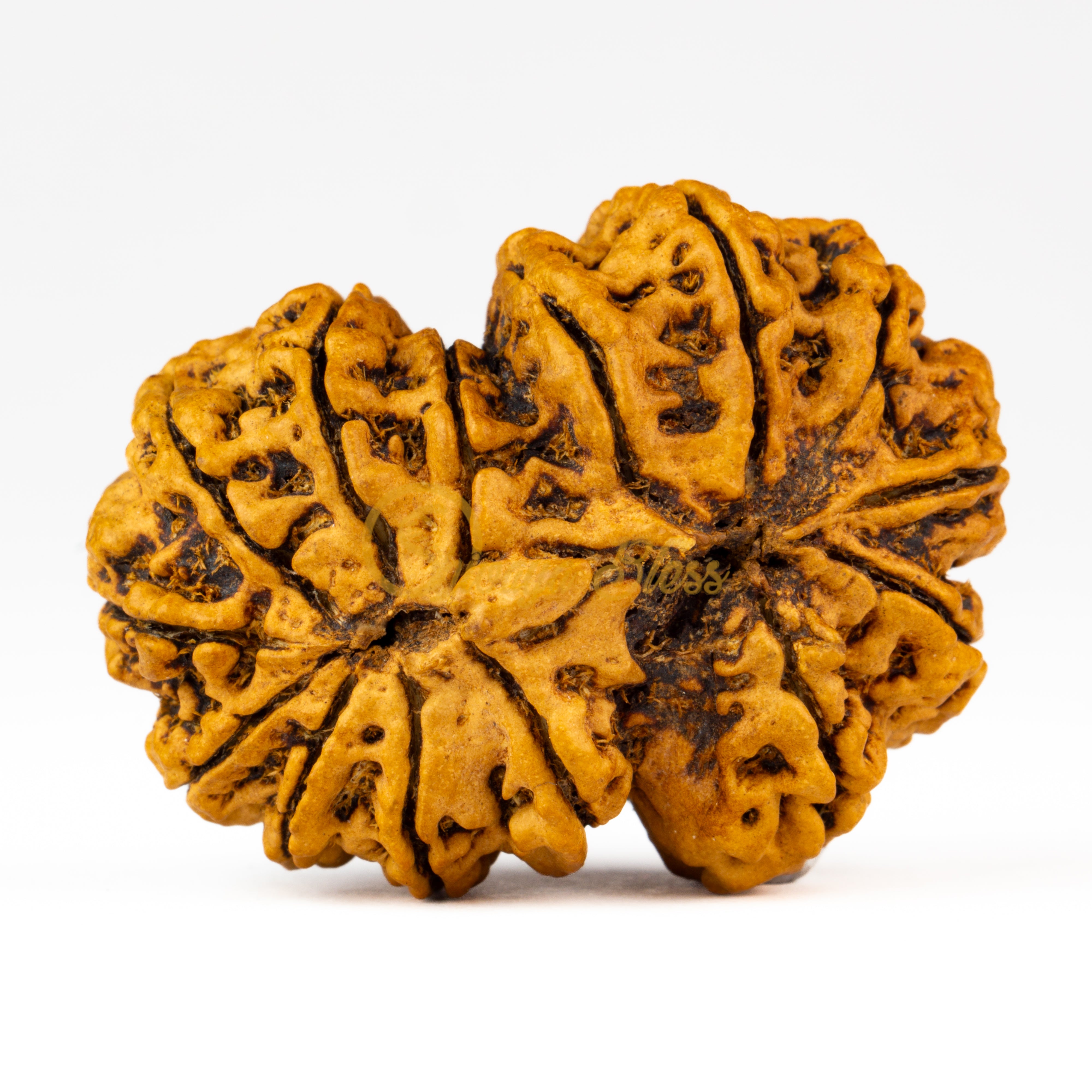 Back view of a grand Nepal 14 mukhi Rudraksha bead, displayed against a white background