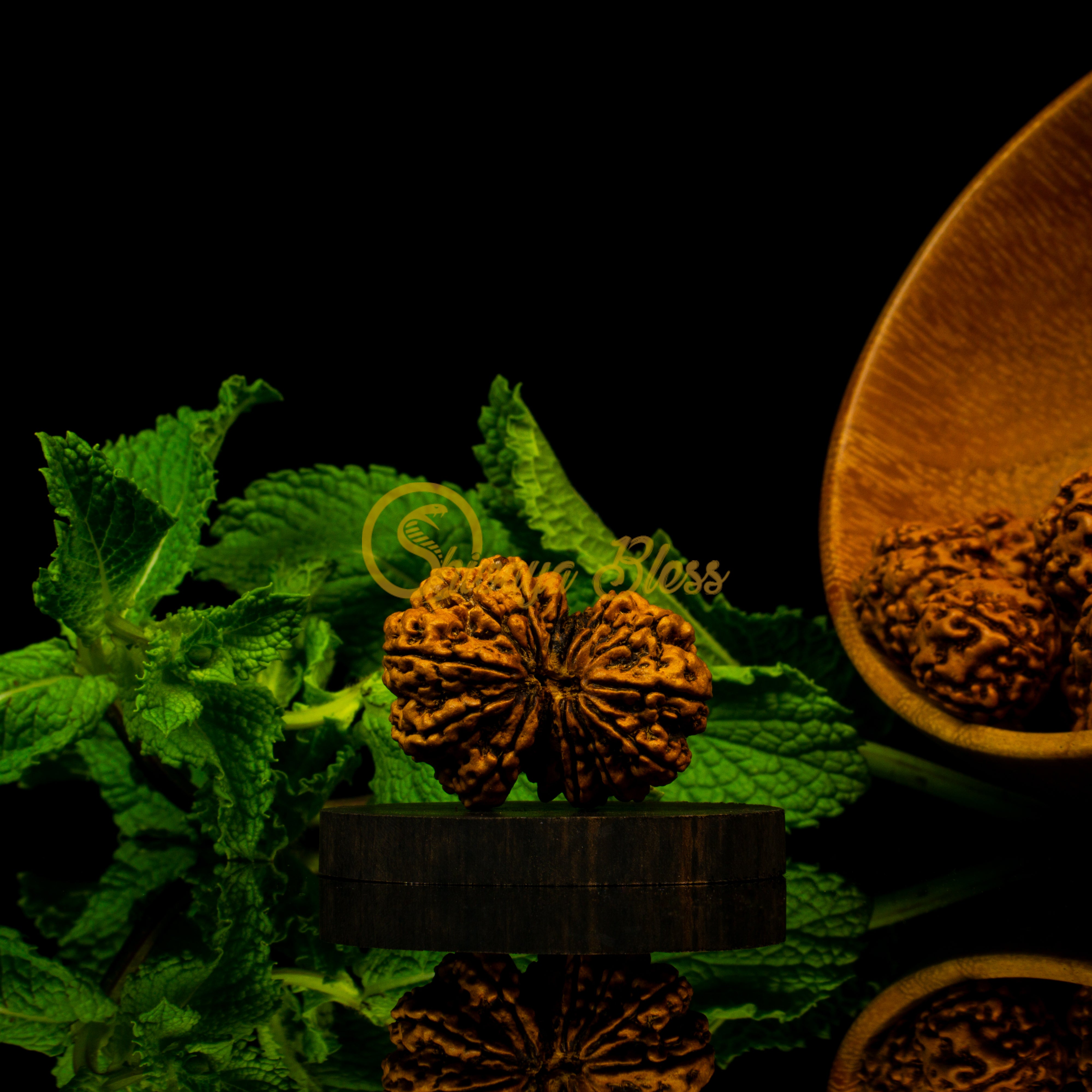 Front view of a grand Nepal 14 mukhi Rudraksha bead, displayed against a black background