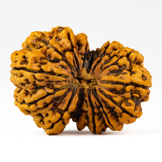 Front view of a grand Nepal 14 mukhi Rudraksha bead, displayed against a white background