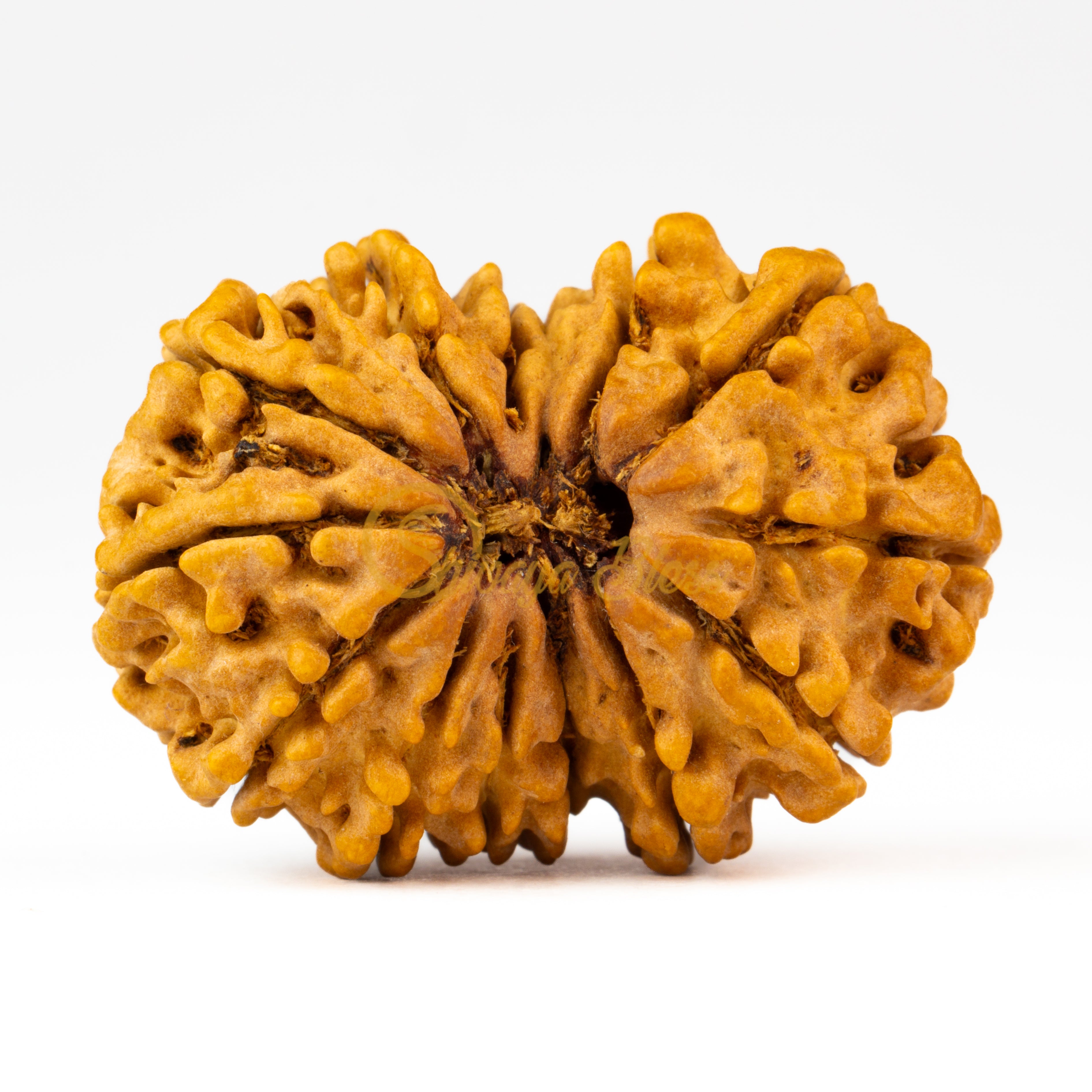 Front view of a large Nepal 14 mukhi Rudraksha bead, displayed against a white background