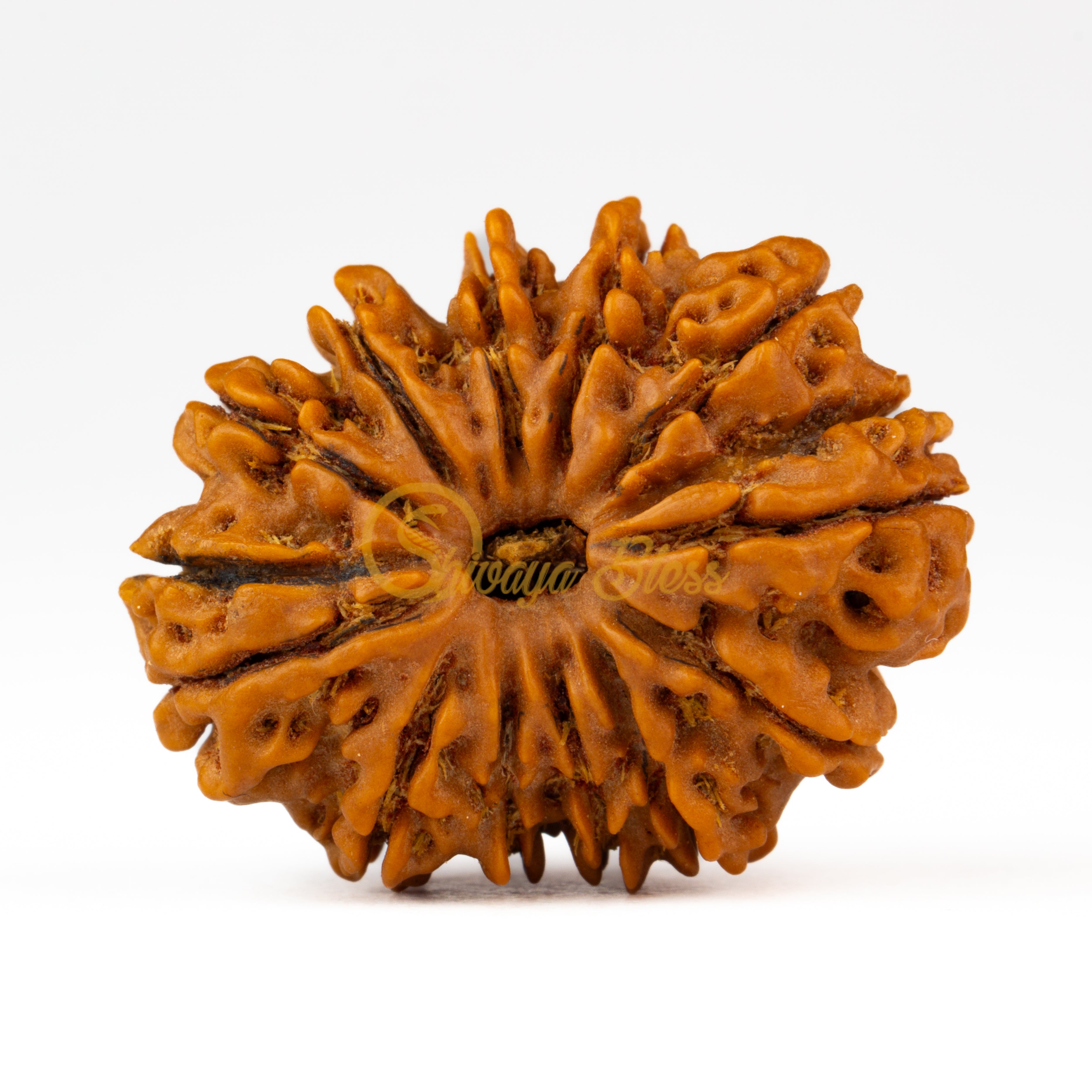 Front view of a regular Nepal 14 mukhi Rudraksha bead, displayed against a white background