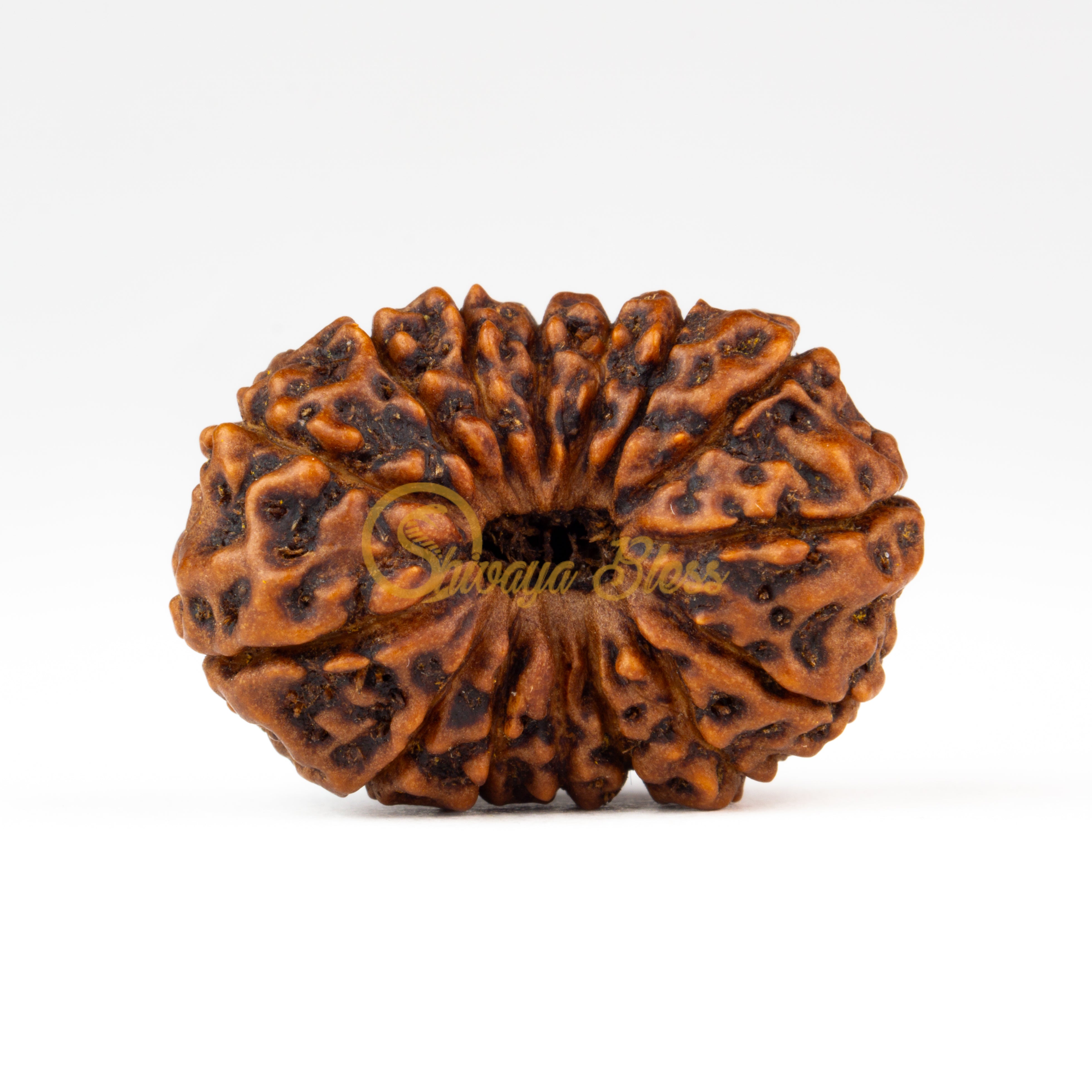 Front view of a grand ASEAN 15 mukhi Rudraksha bead, displayed against a white background