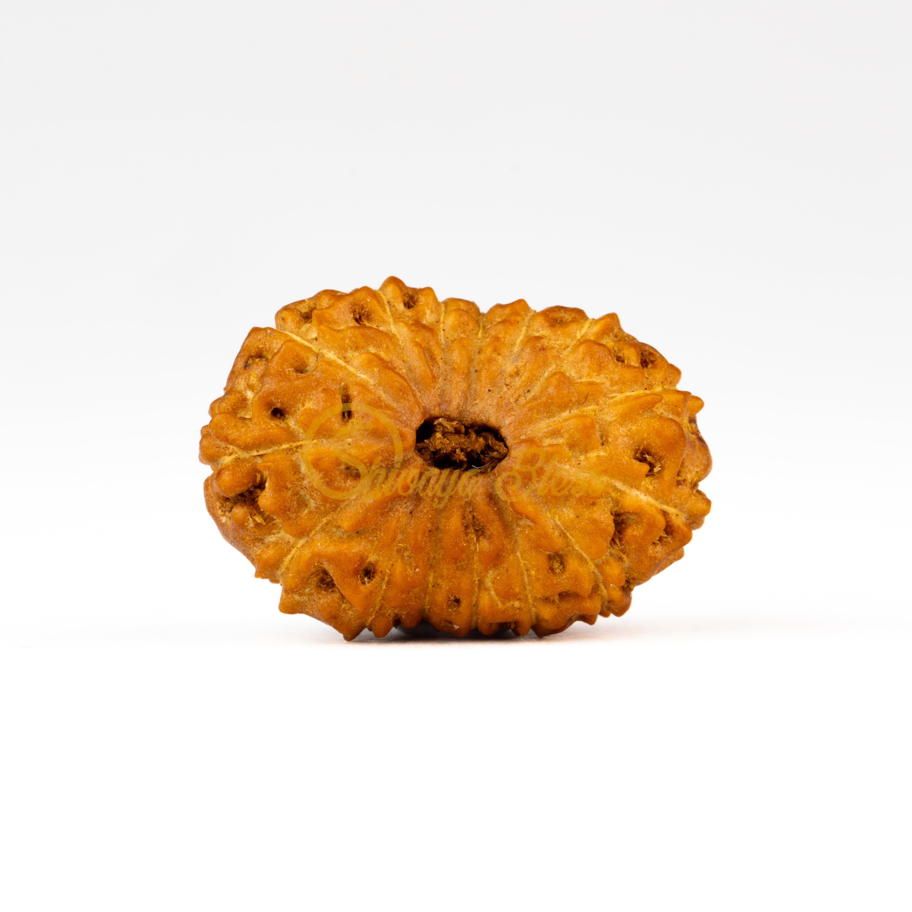 Front view of a large ASEAN 15 mukhi Rudraksha bead, displayed against a white background