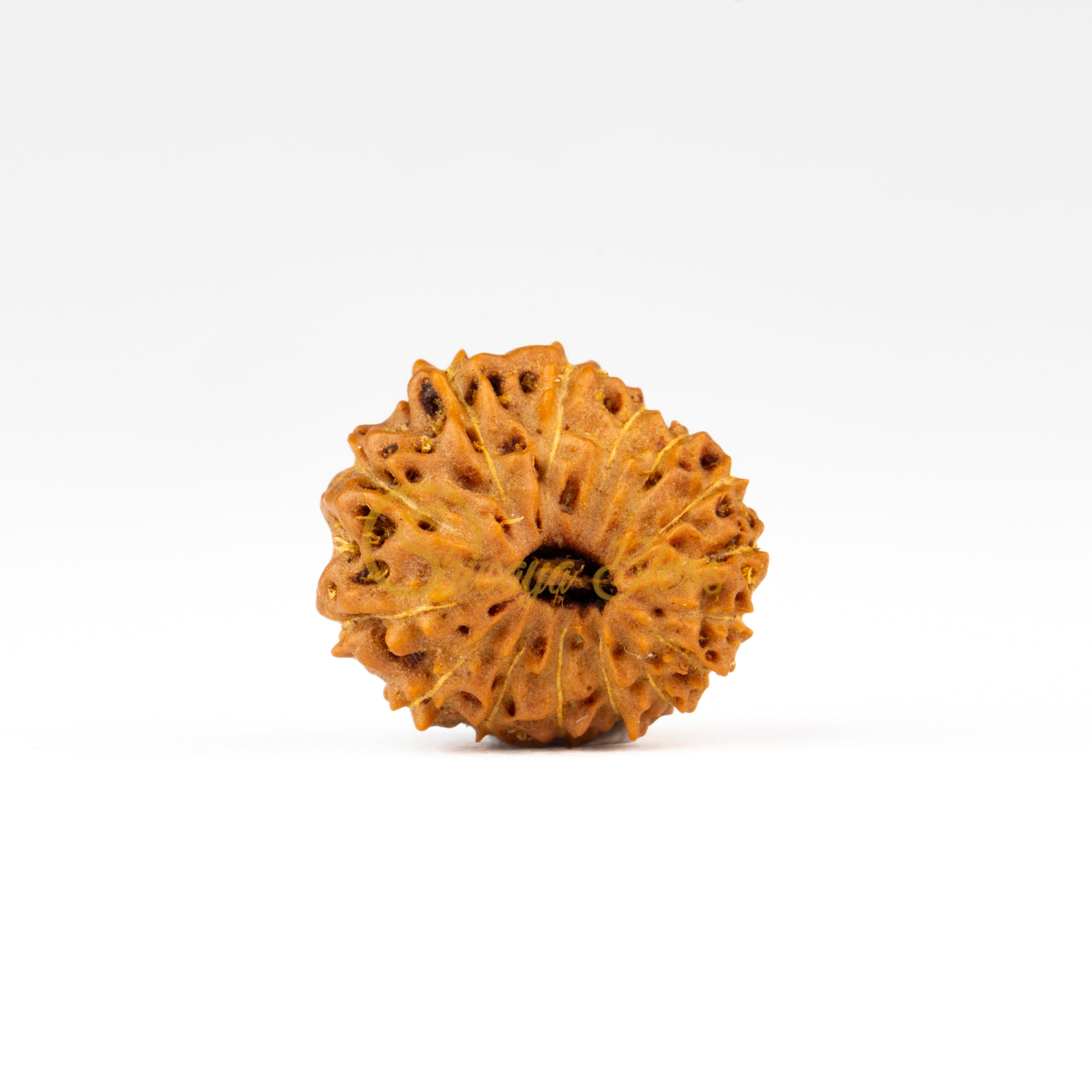 Front view of a regular ASEAN 15 mukhi Rudraksha bead, displayed against a white background