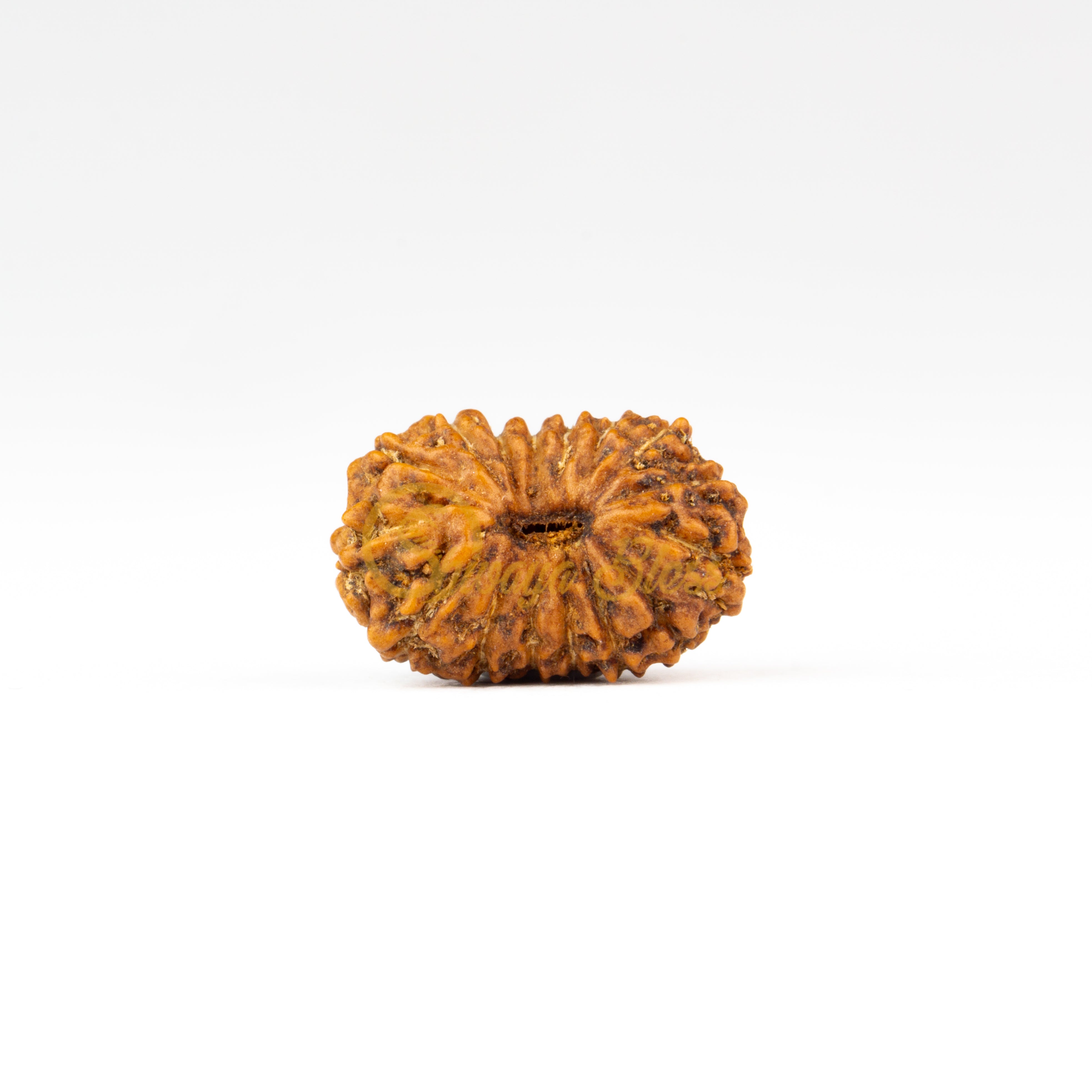 Front view of a small ASEAN 15 mukhi Rudraksha bead, displayed against a white background