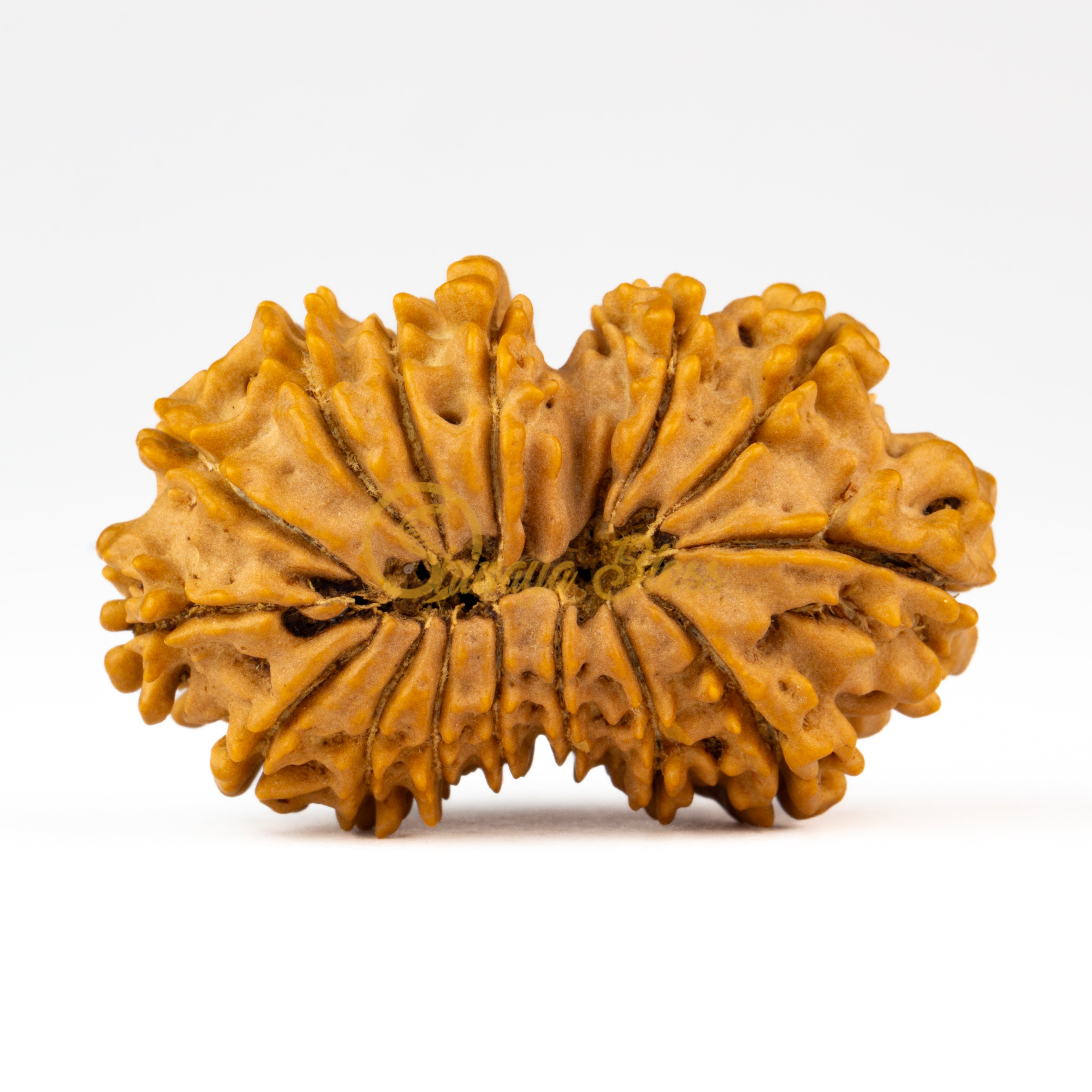 Back view of a grand Nepal 15 mukhi Rudraksha bead, displayed against a white background