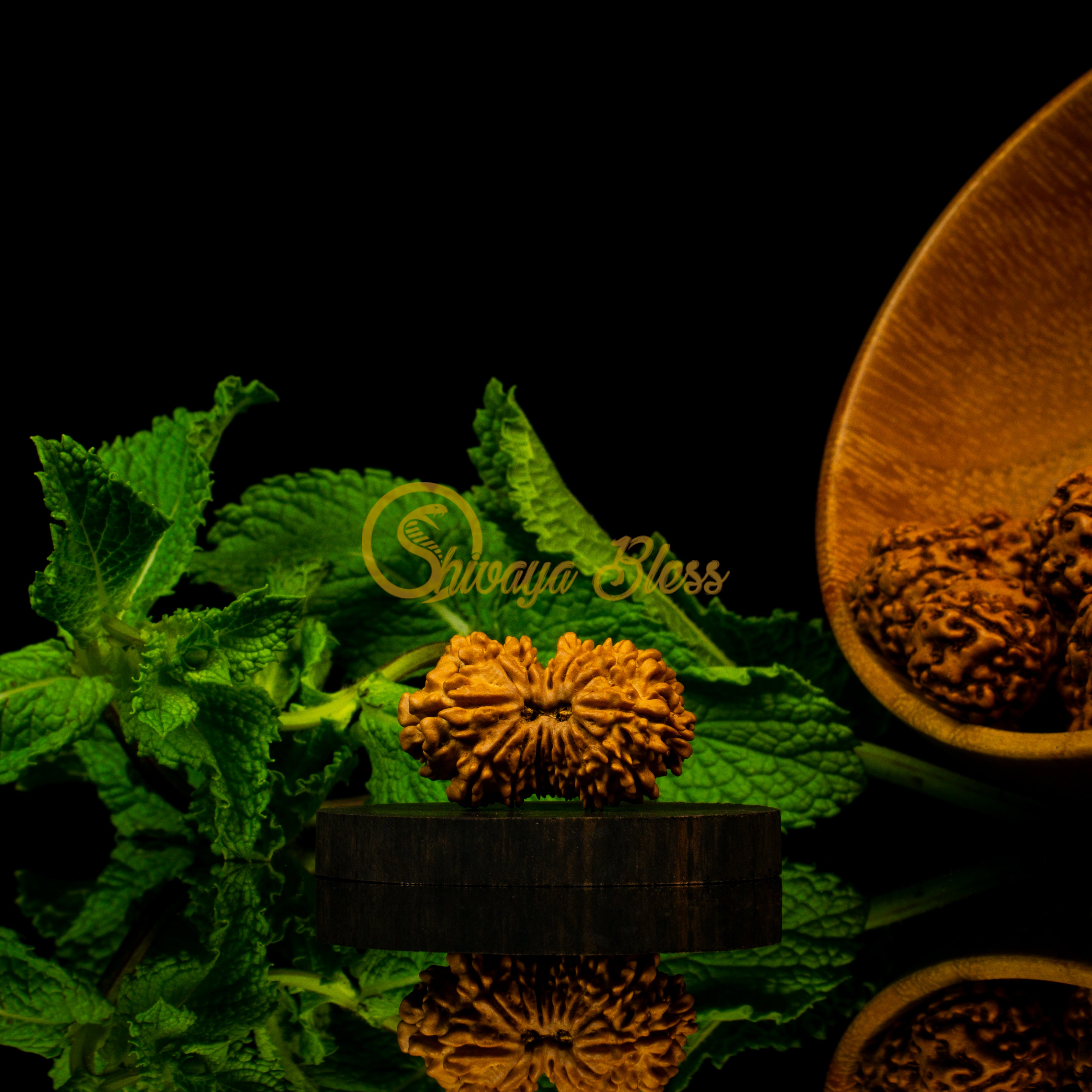 Front view of a grand Nepal 15 mukhi Rudraksha bead, displayed against a black background