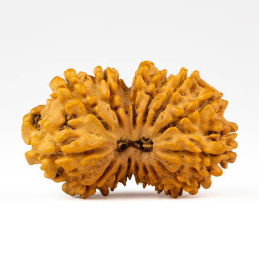 Front view of a grand Nepal 15 mukhi Rudraksha bead, displayed against a white background