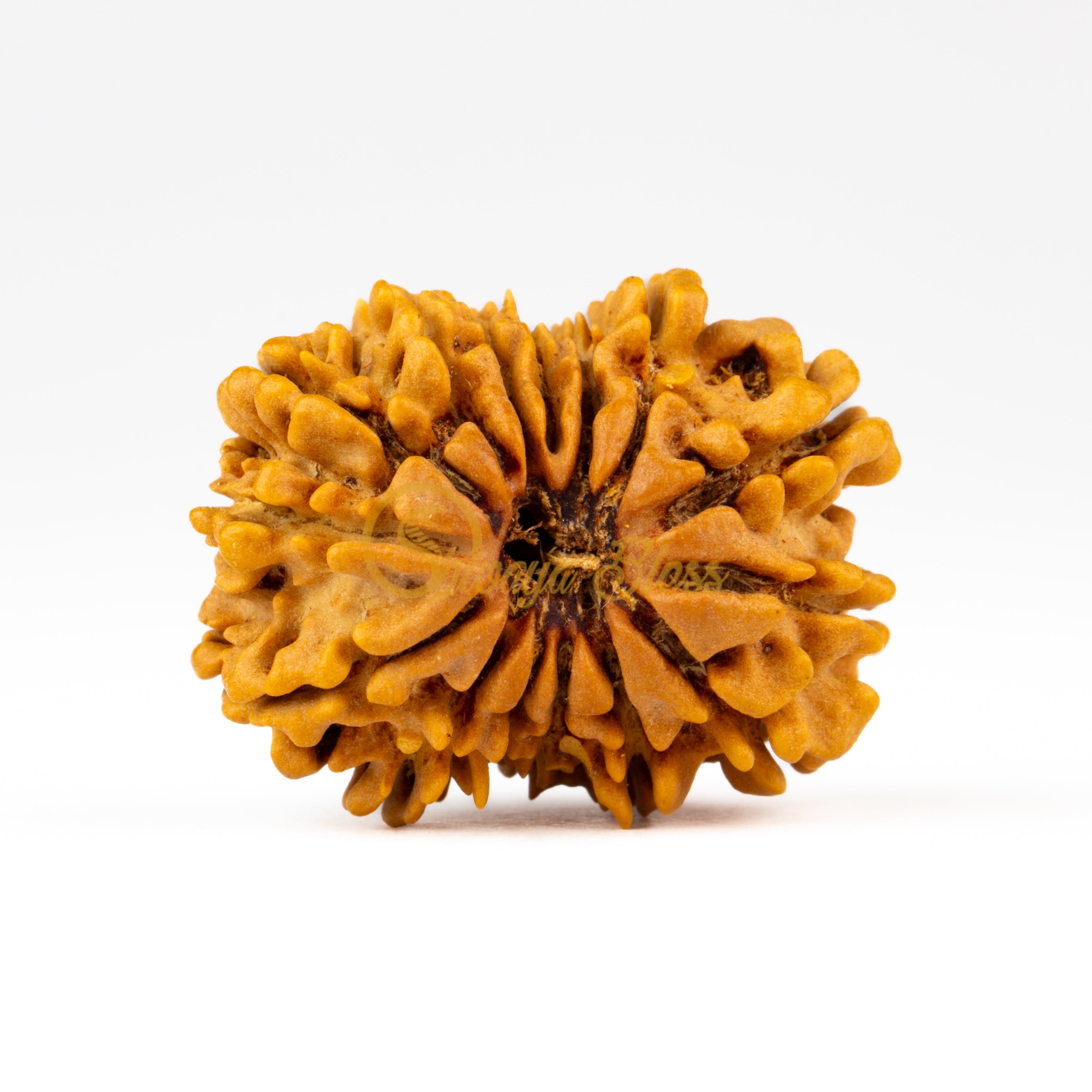 Front view of a large Nepal 15 mukhi Rudraksha bead, displayed against a white background