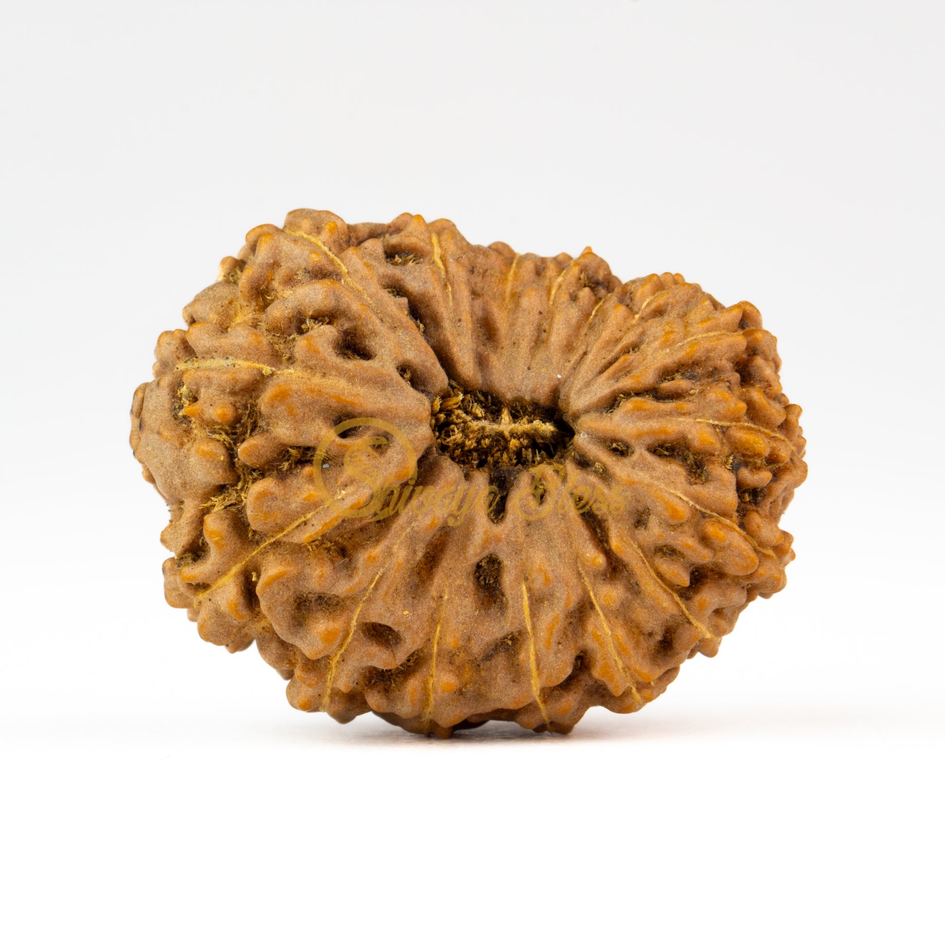Front view of a grand ASEAN 16 mukhi Rudraksha bead, displayed against a white background
