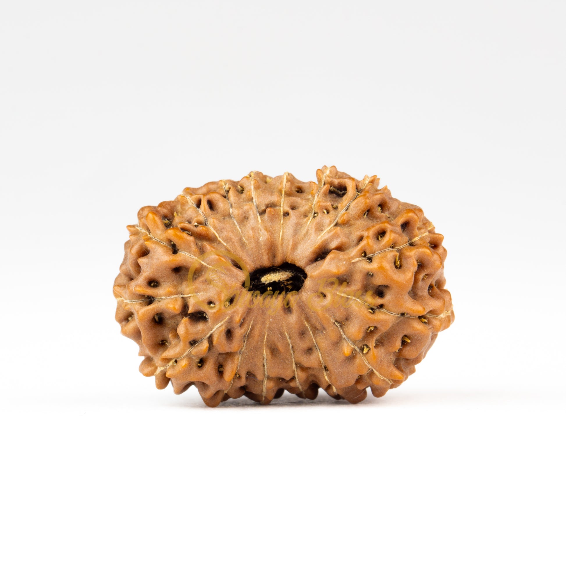 Front view of a large ASEAN 16 mukhi Rudraksha bead, displayed against a white background