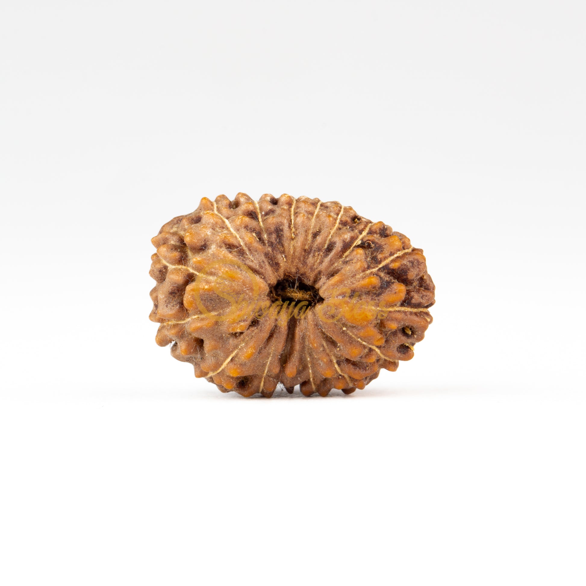 Front view of a regular ASEAN 16 mukhi Rudraksha bead, displayed against a white background