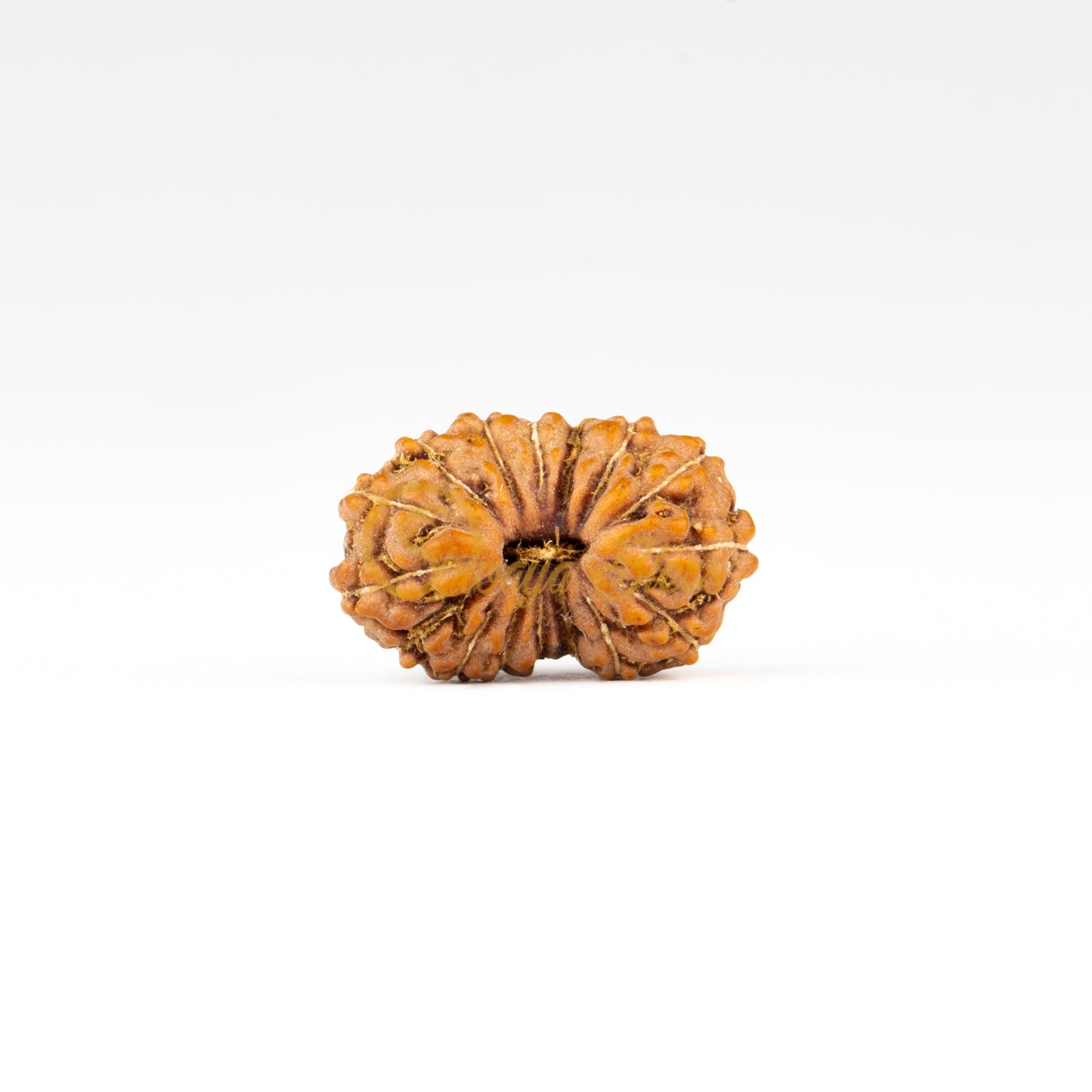 Front view of a small ASEAN 16 mukhi Rudraksha bead, displayed against a white background