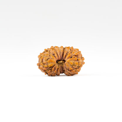 Front view of a small ASEAN 16 mukhi Rudraksha bead, displayed against a white background