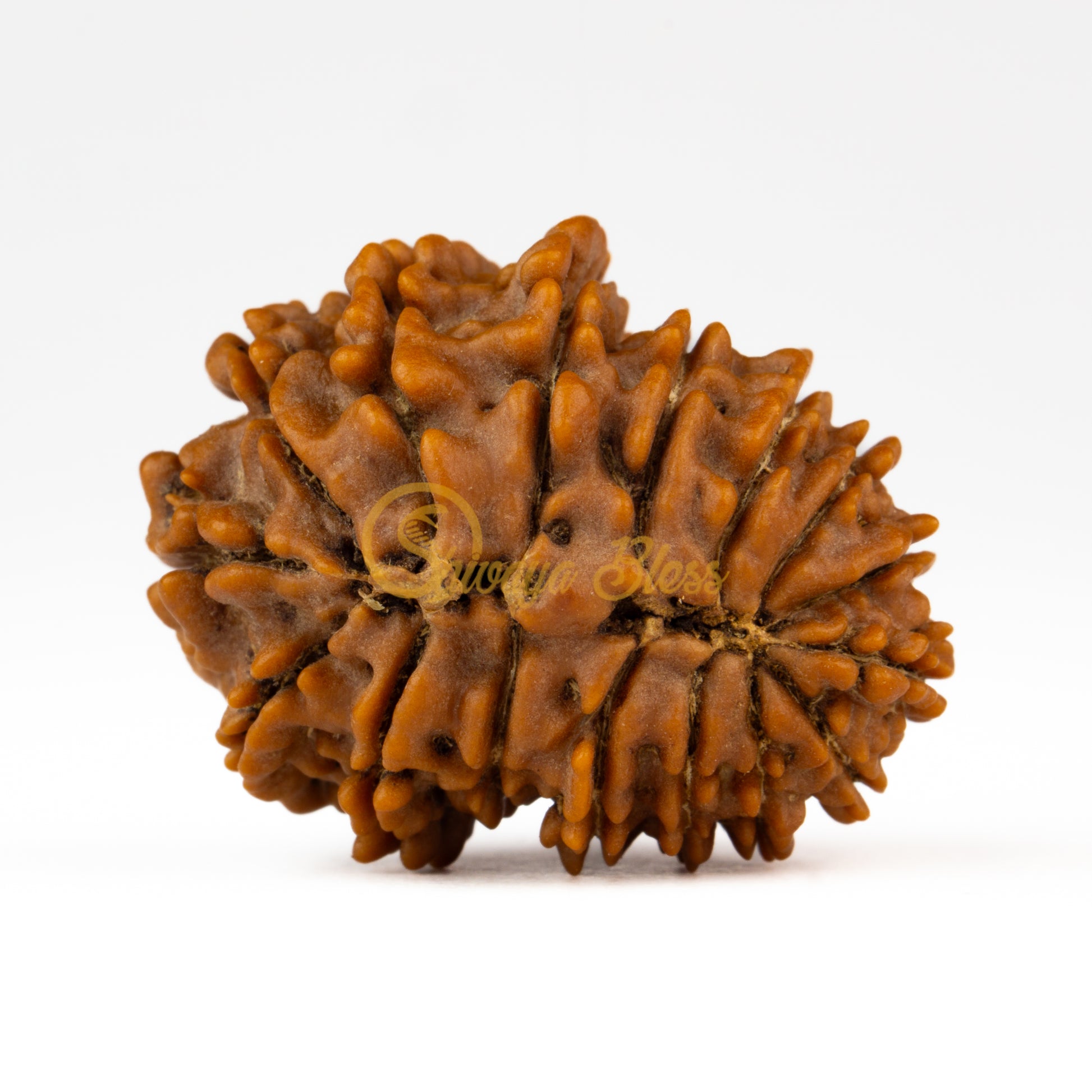 Back view of a large Nepal 16 mukhi Rudraksha bead, displayed against a white background