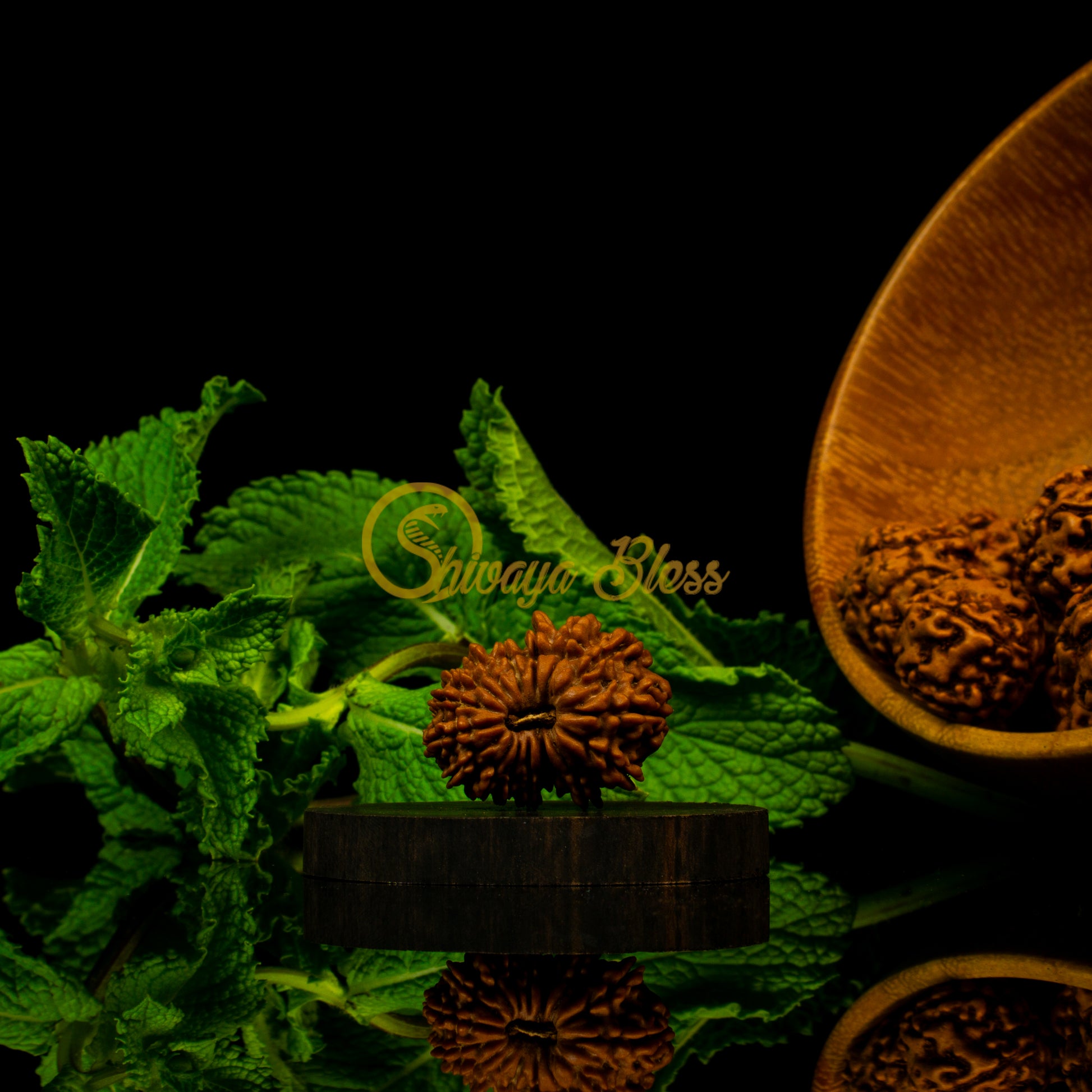 Front view of a large Nepal 16 mukhi Rudraksha bead, displayed against a black background