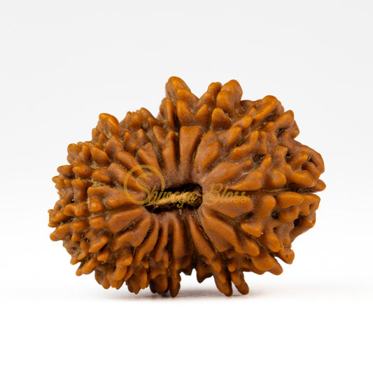 Front view of a large Nepal 16 mukhi Rudraksha bead, displayed against a white background