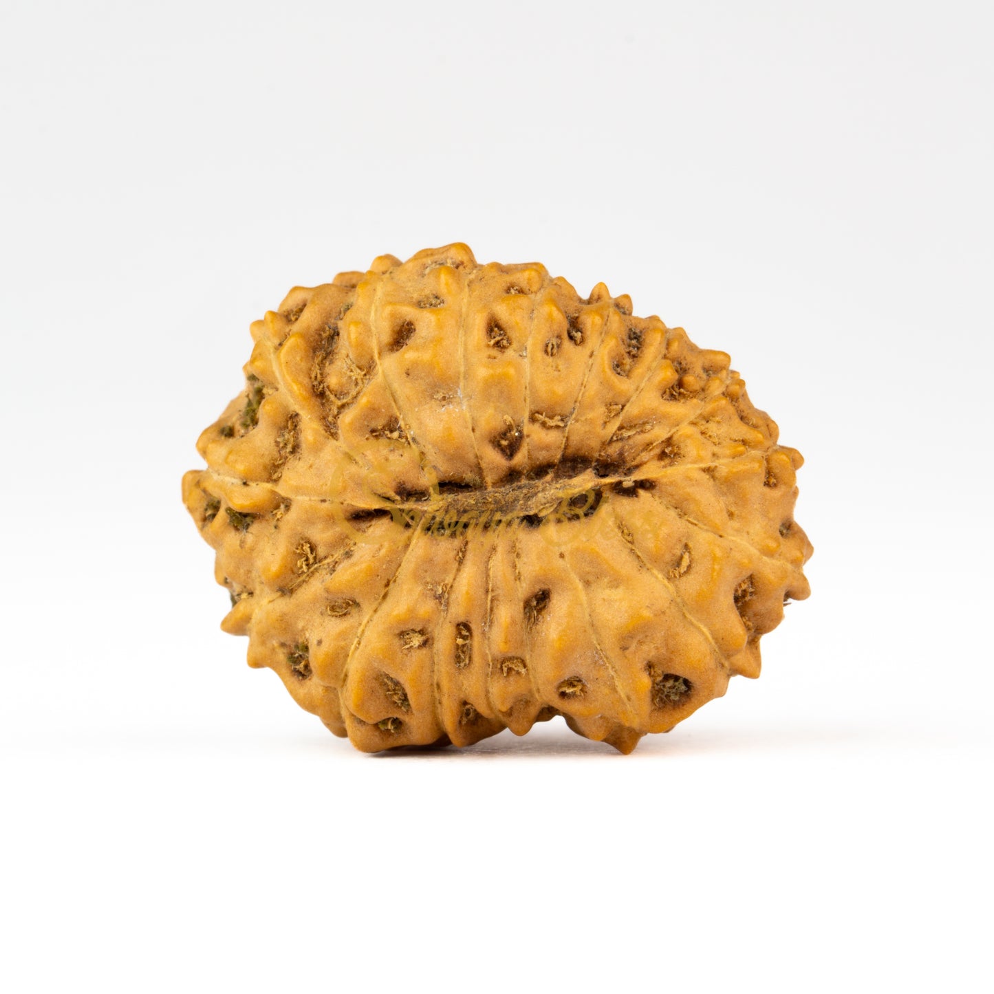 Back view of a grand ASEAN 17 mukhi Rudraksha bead, displayed against a white background