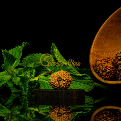 Front view of a grand ASEAN 17 mukhi Rudraksha bead, displayed against a black background