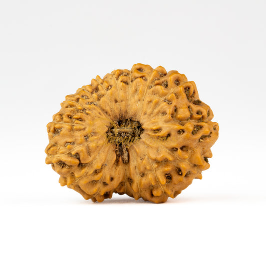 Front view of a grand ASEAN 17 mukhi Rudraksha bead, displayed against a white background