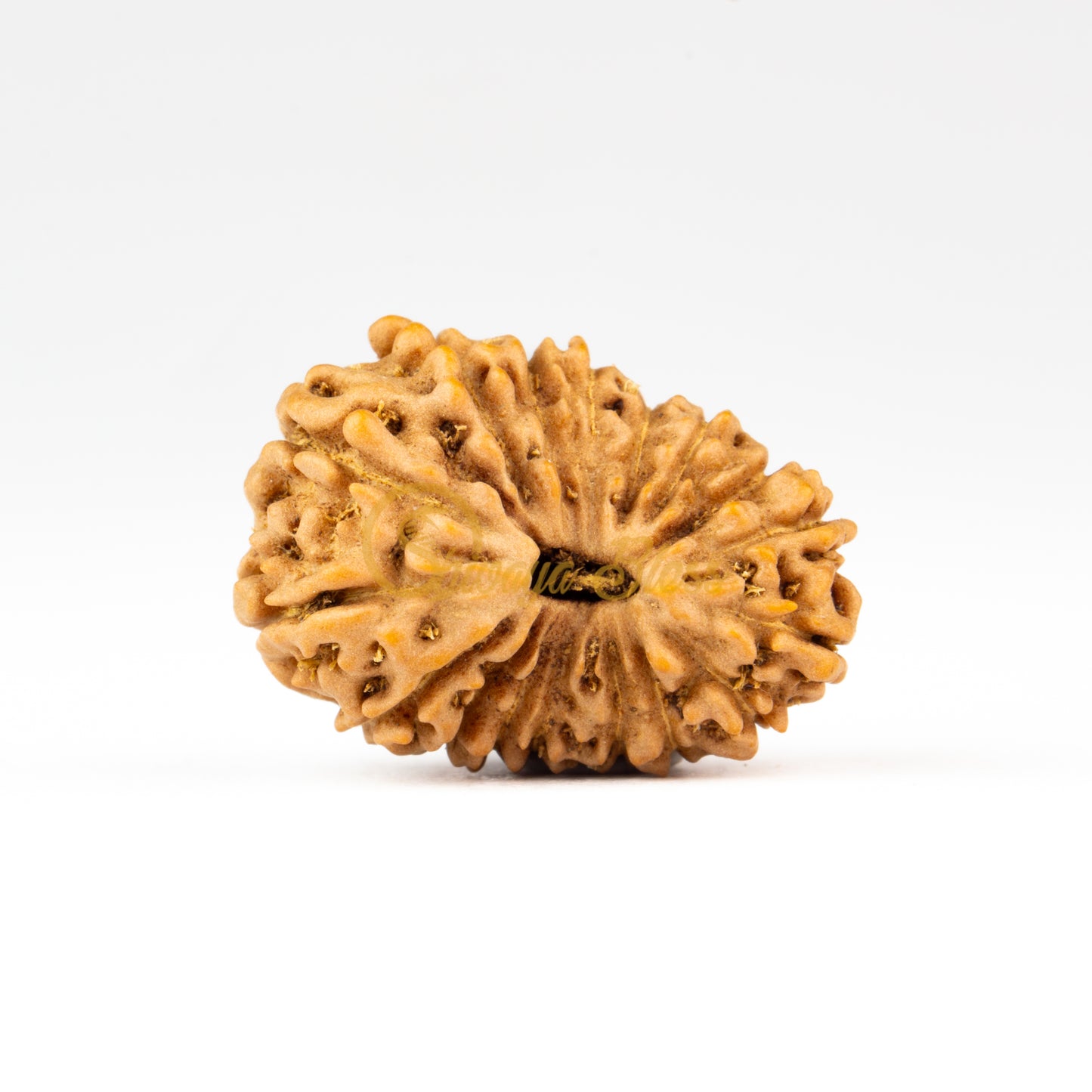 Front view of a large ASEAN 17 mukhi Rudraksha bead, displayed against a white background