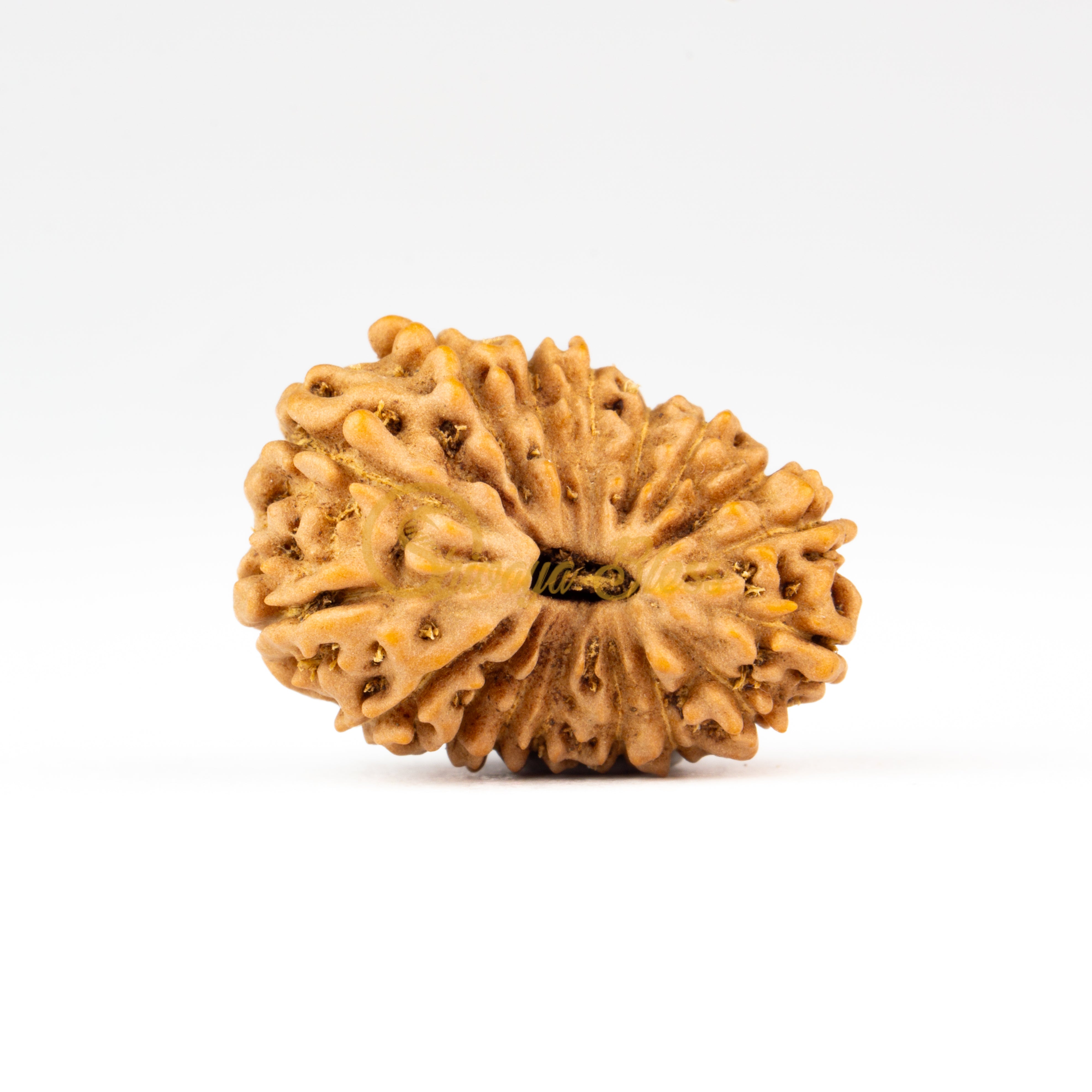 Front view of a large ASEAN 17 mukhi Rudraksha bead, displayed against a white background