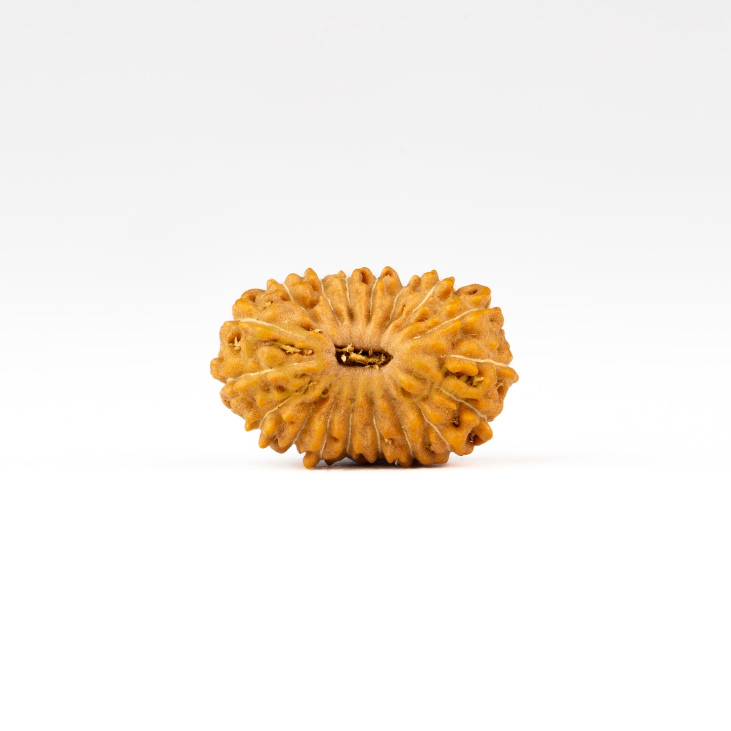 Front view of a regular ASEAN 17 mukhi Rudraksha bead, displayed against a white background