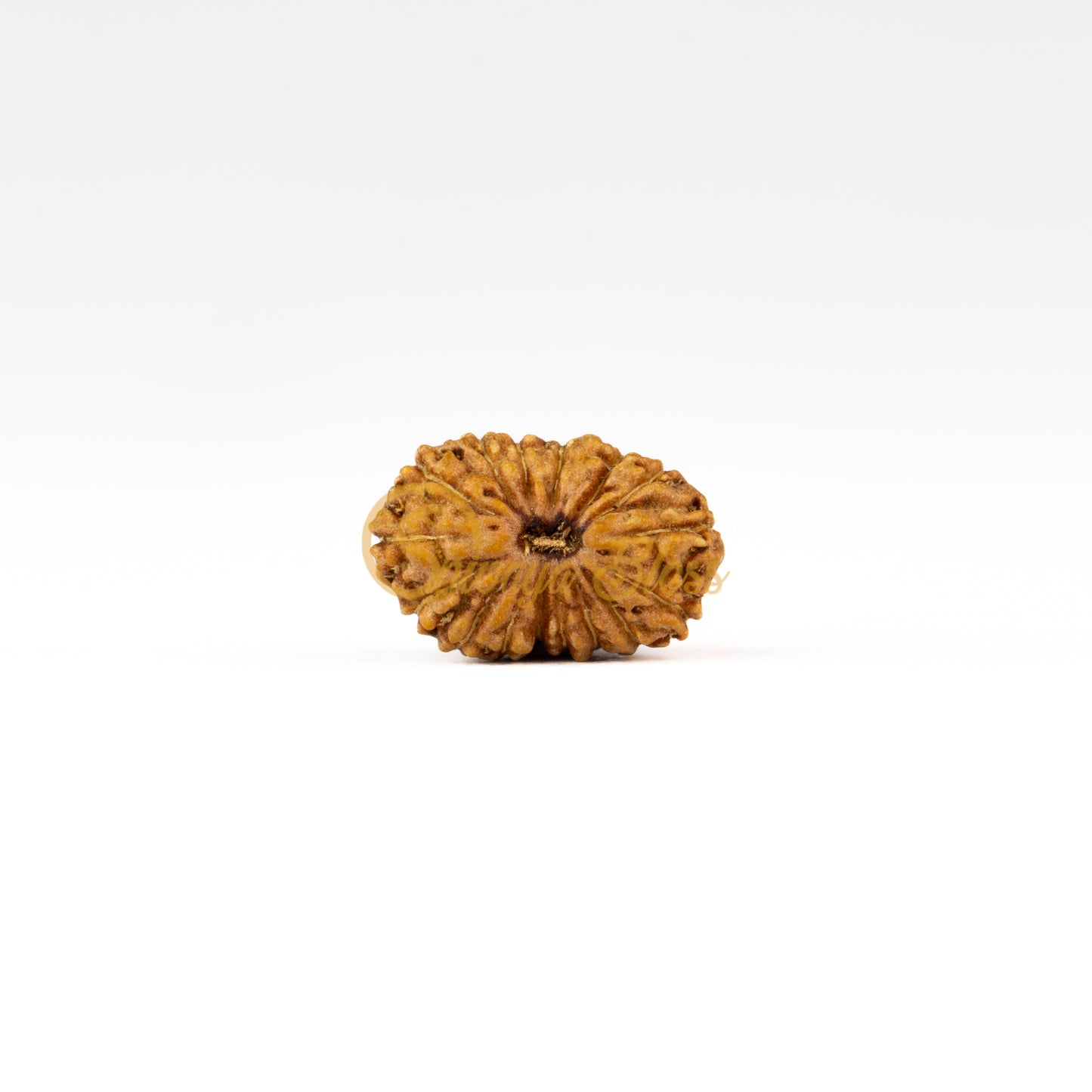 Front view of a small ASEAN 17 mukhi Rudraksha bead, displayed against a white background