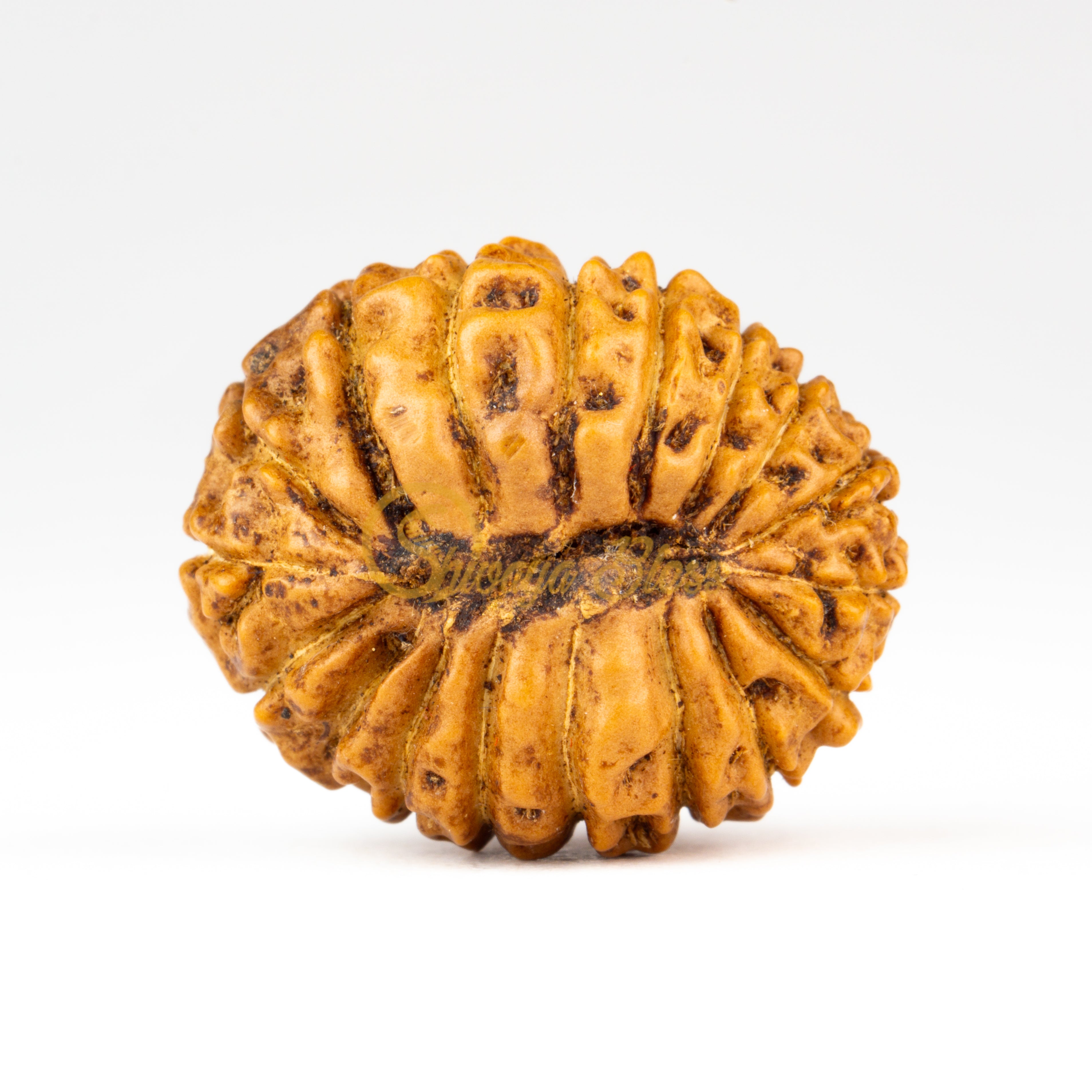 Back view of a grand ASEAN 18 mukhi Rudraksha bead, displayed against a white background